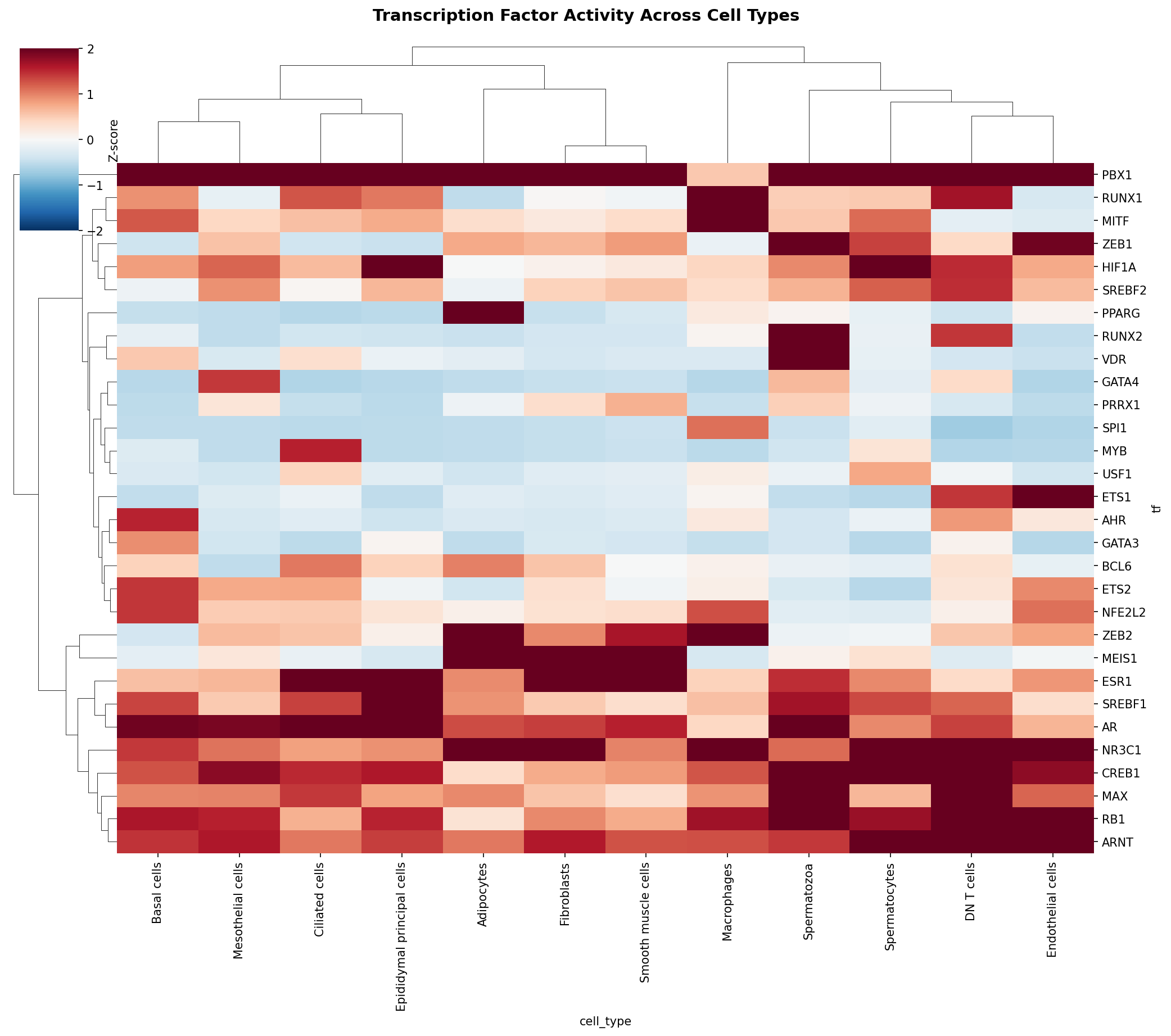 TF Activity Heatmap