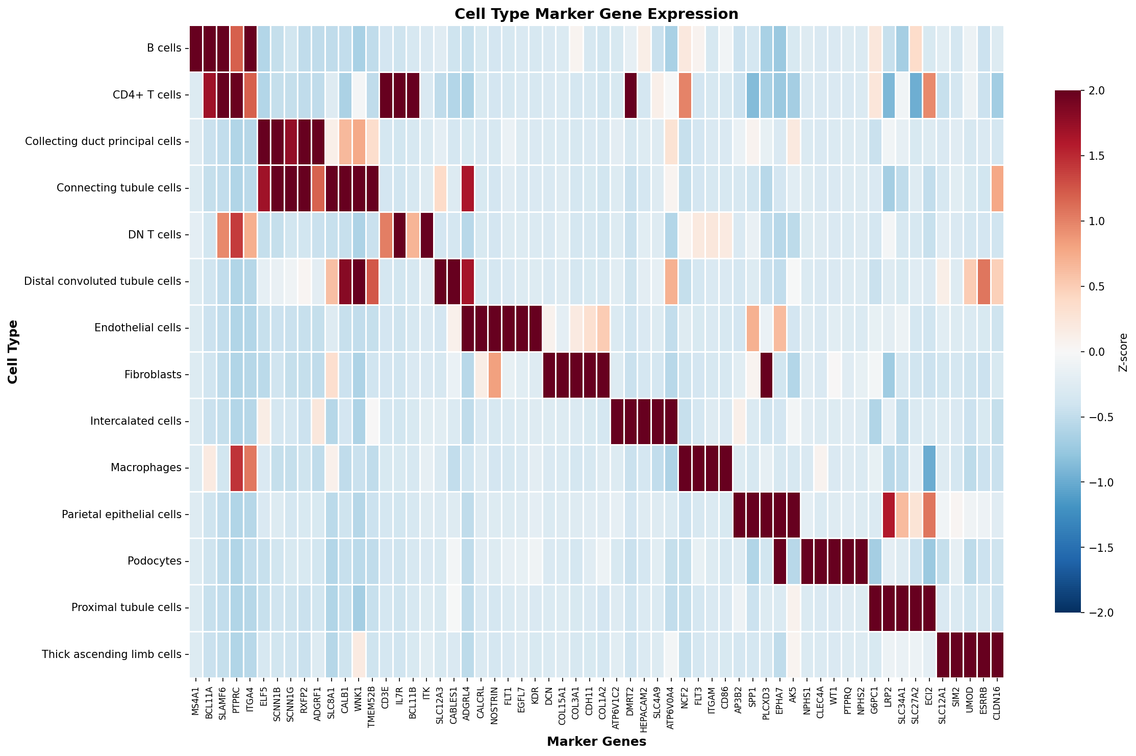 Marker Gene Heatmap