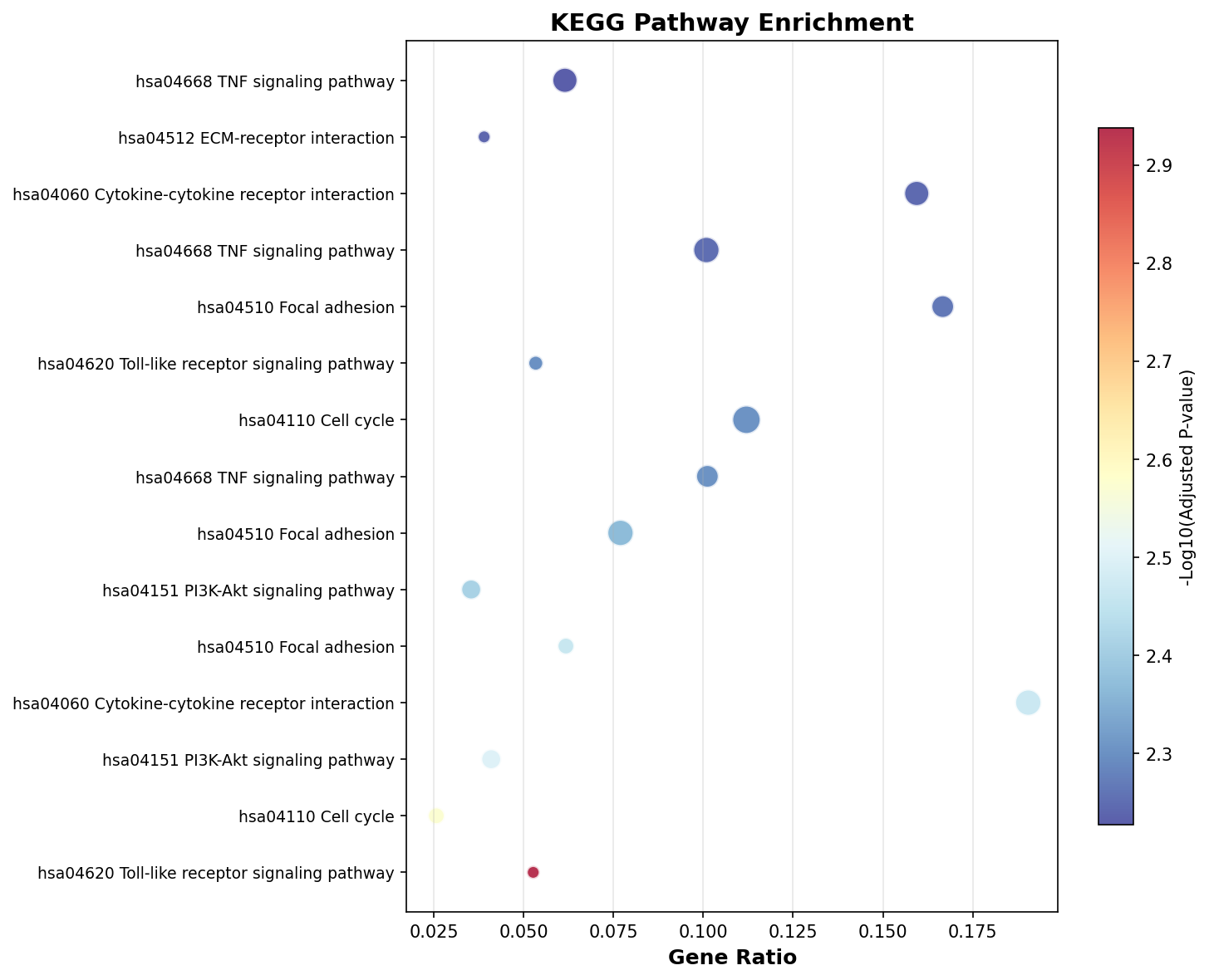 KEGG Enrichment