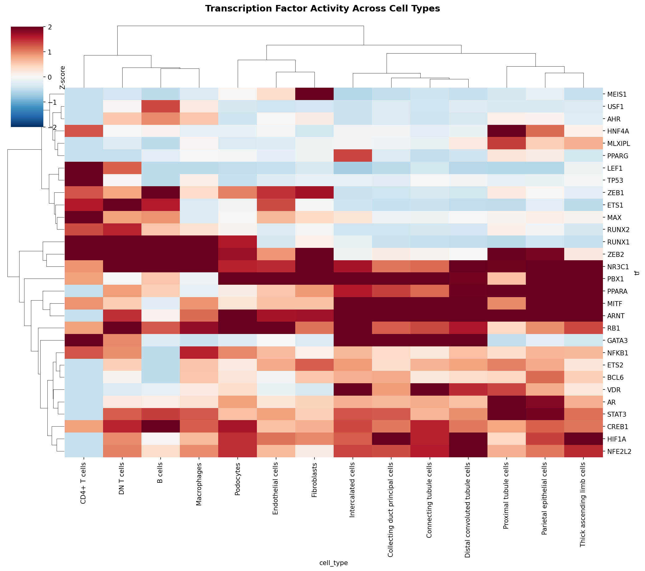 TF Activity Heatmap
