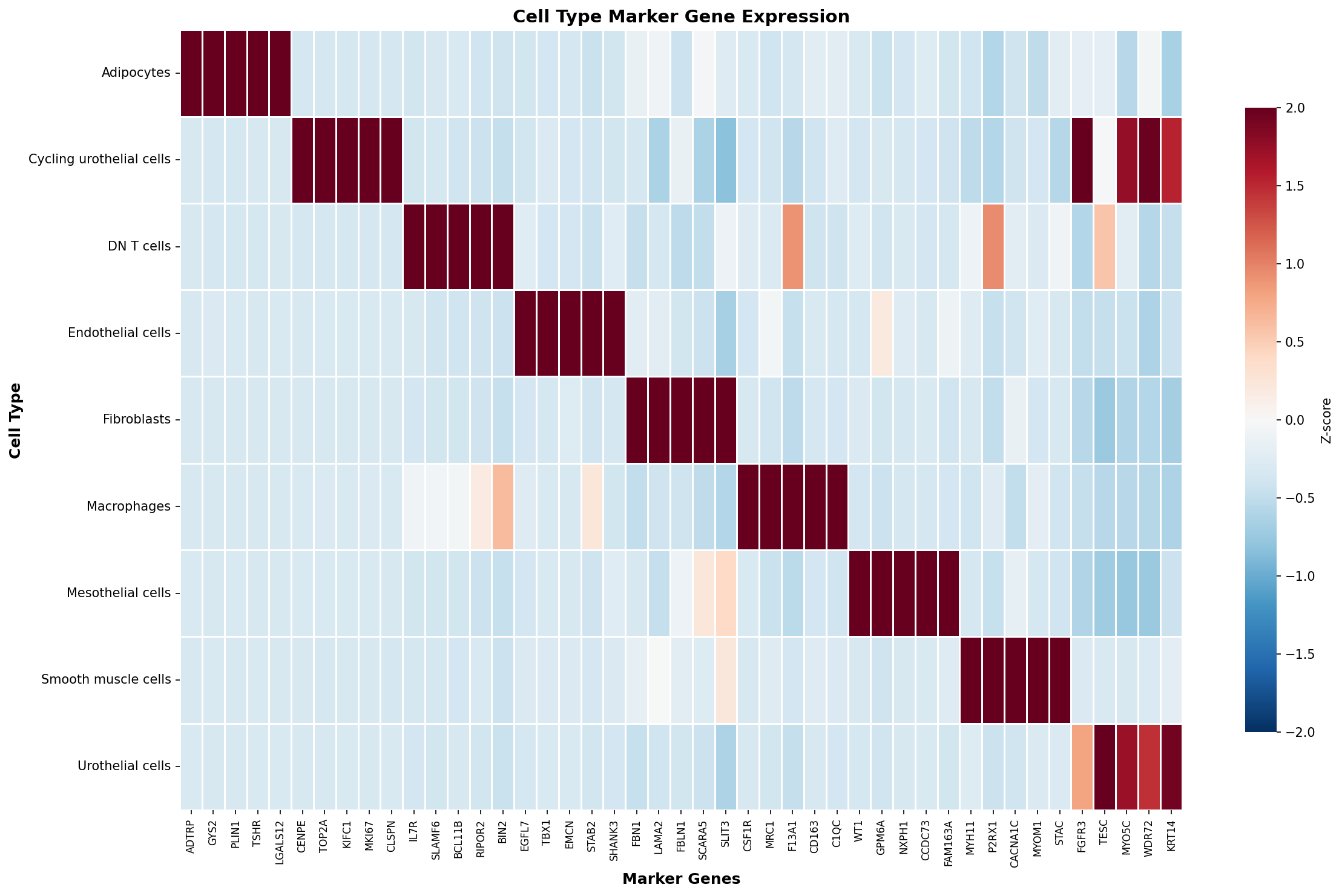 Marker Gene Heatmap