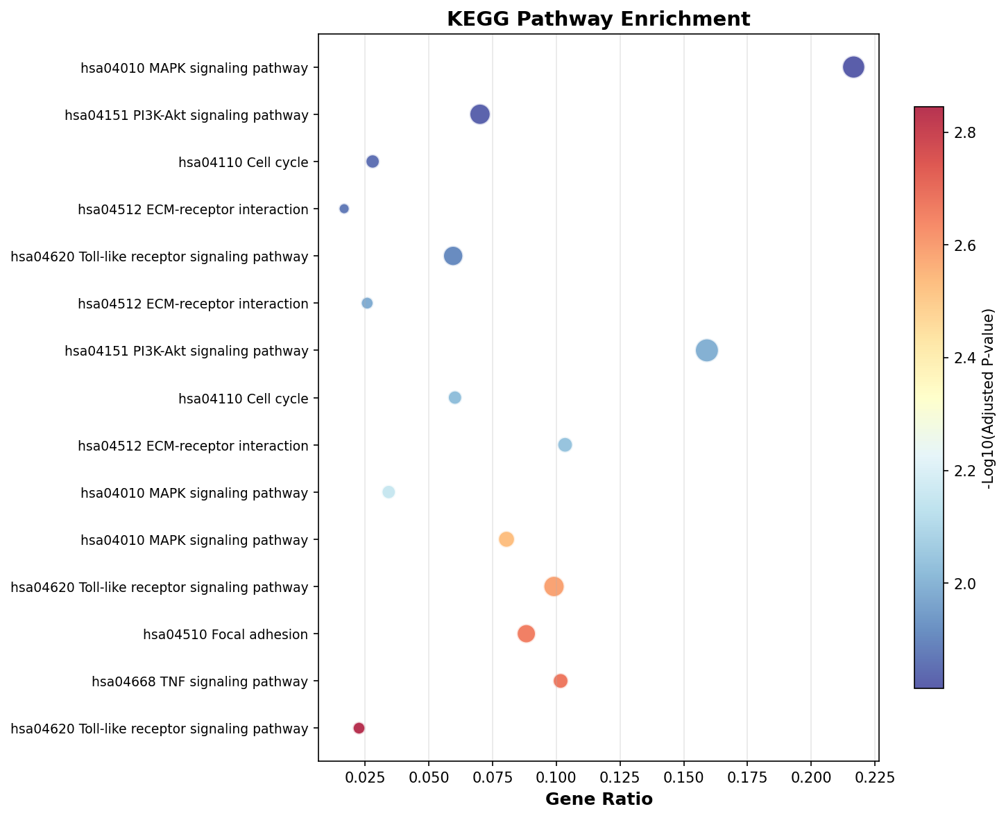 KEGG Enrichment