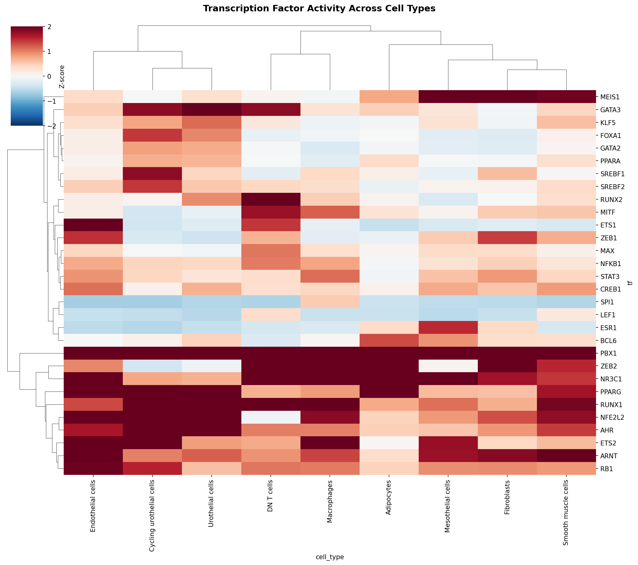 TF Activity Heatmap