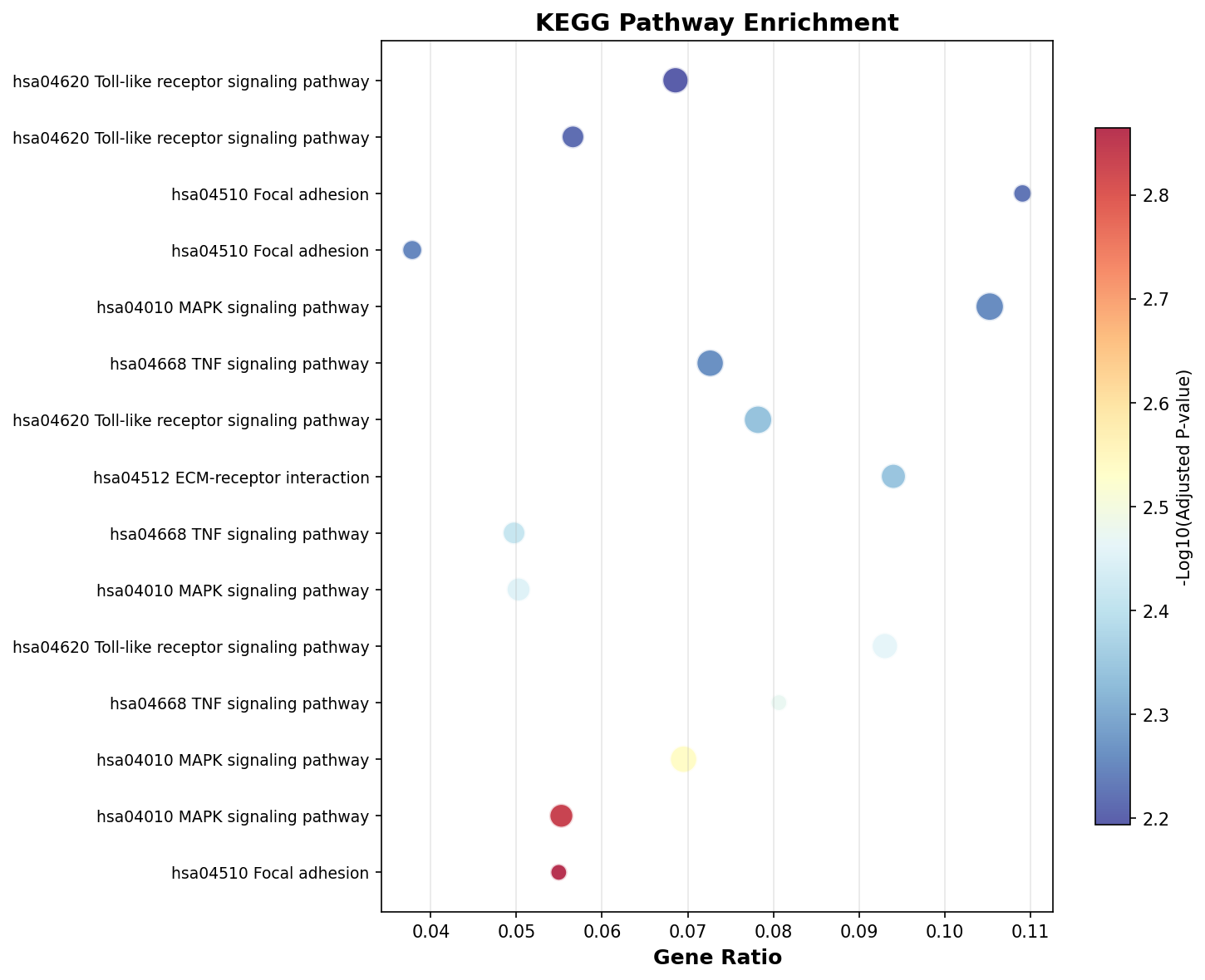 KEGG Enrichment