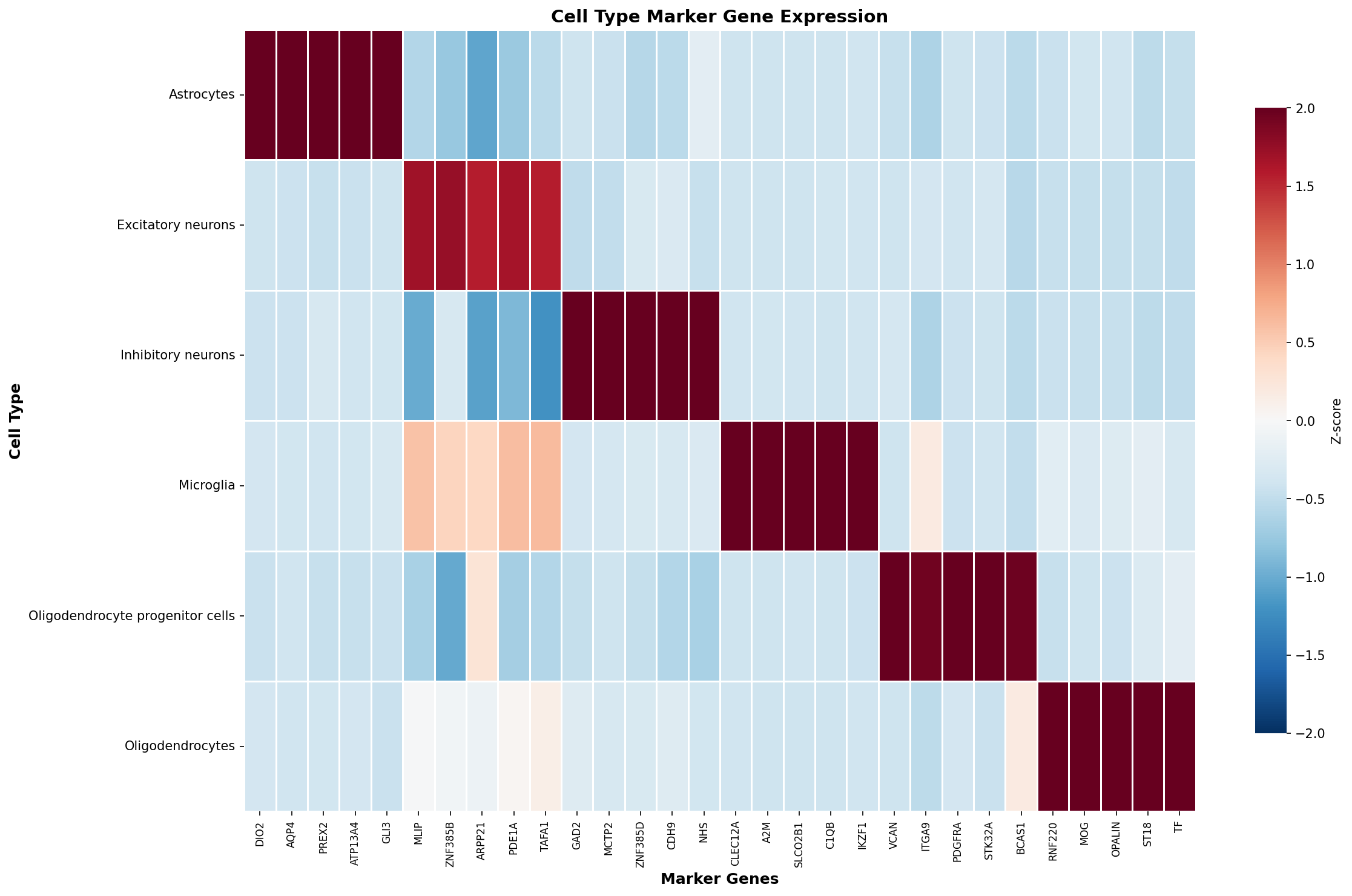 Marker Gene Heatmap