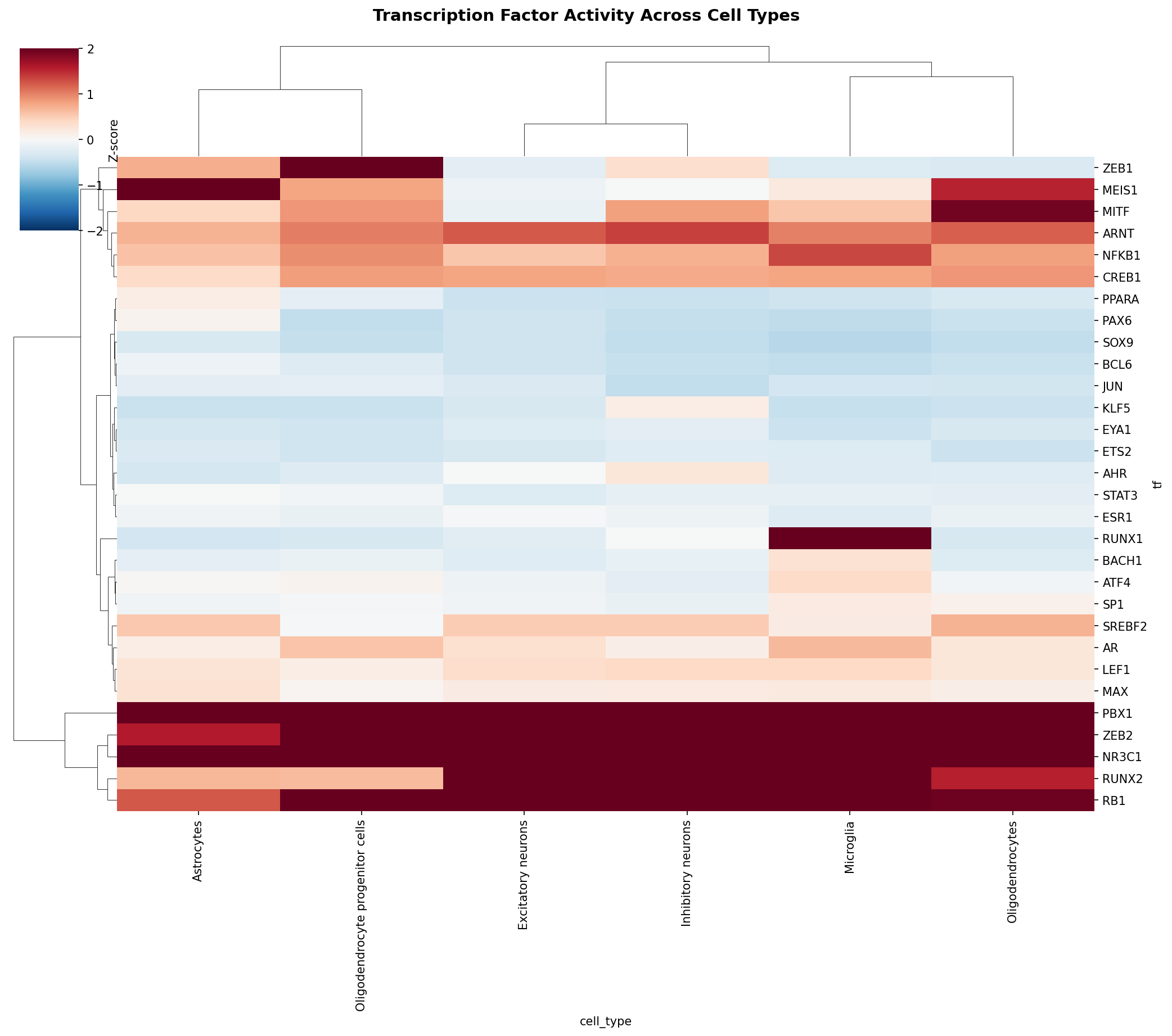 TF Activity Heatmap