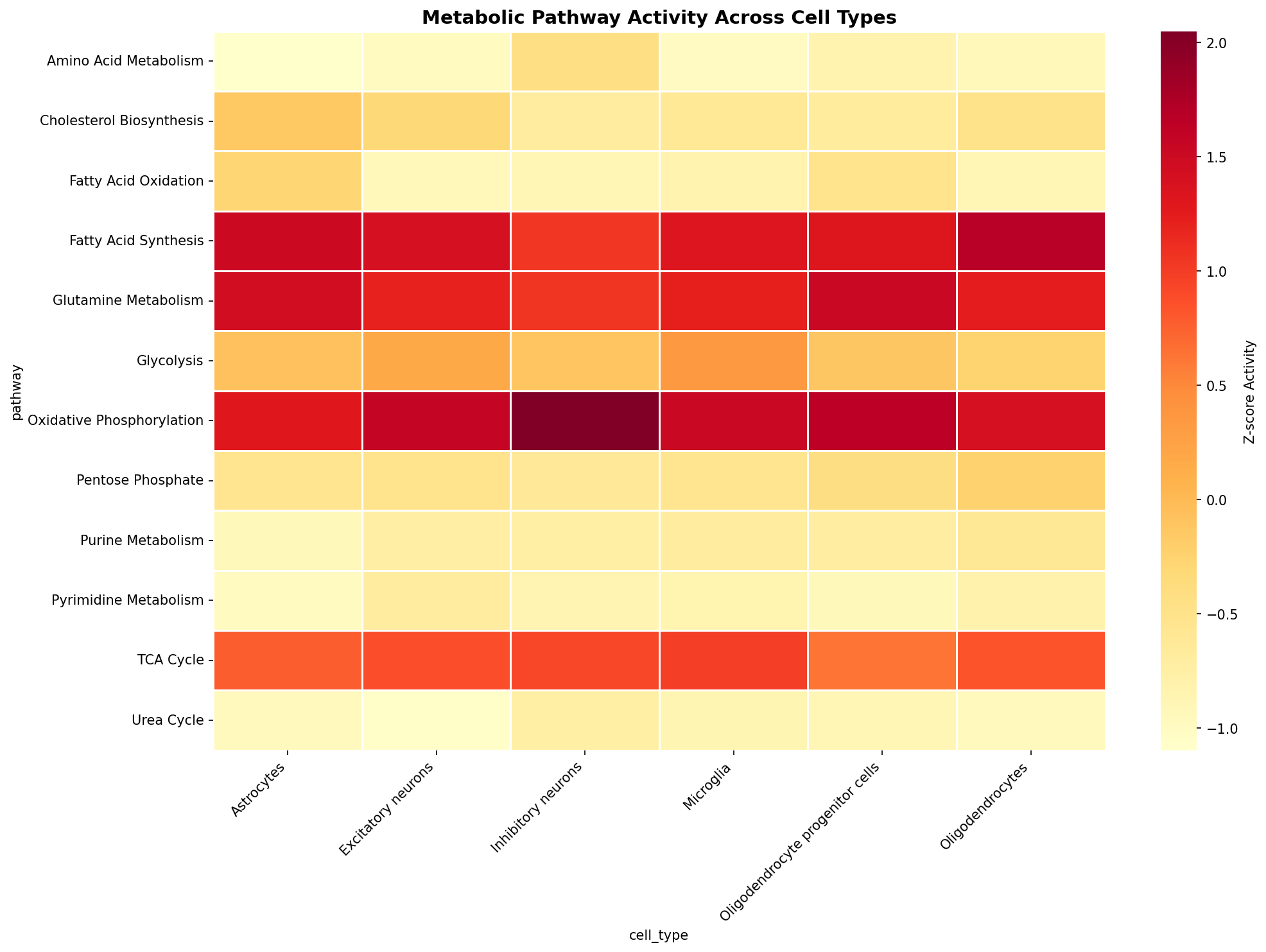 Metabolic Pathway Heatmap