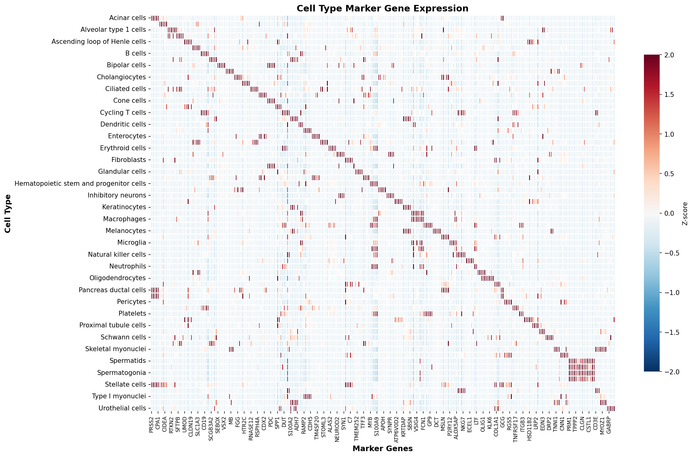 Marker Gene Heatmap