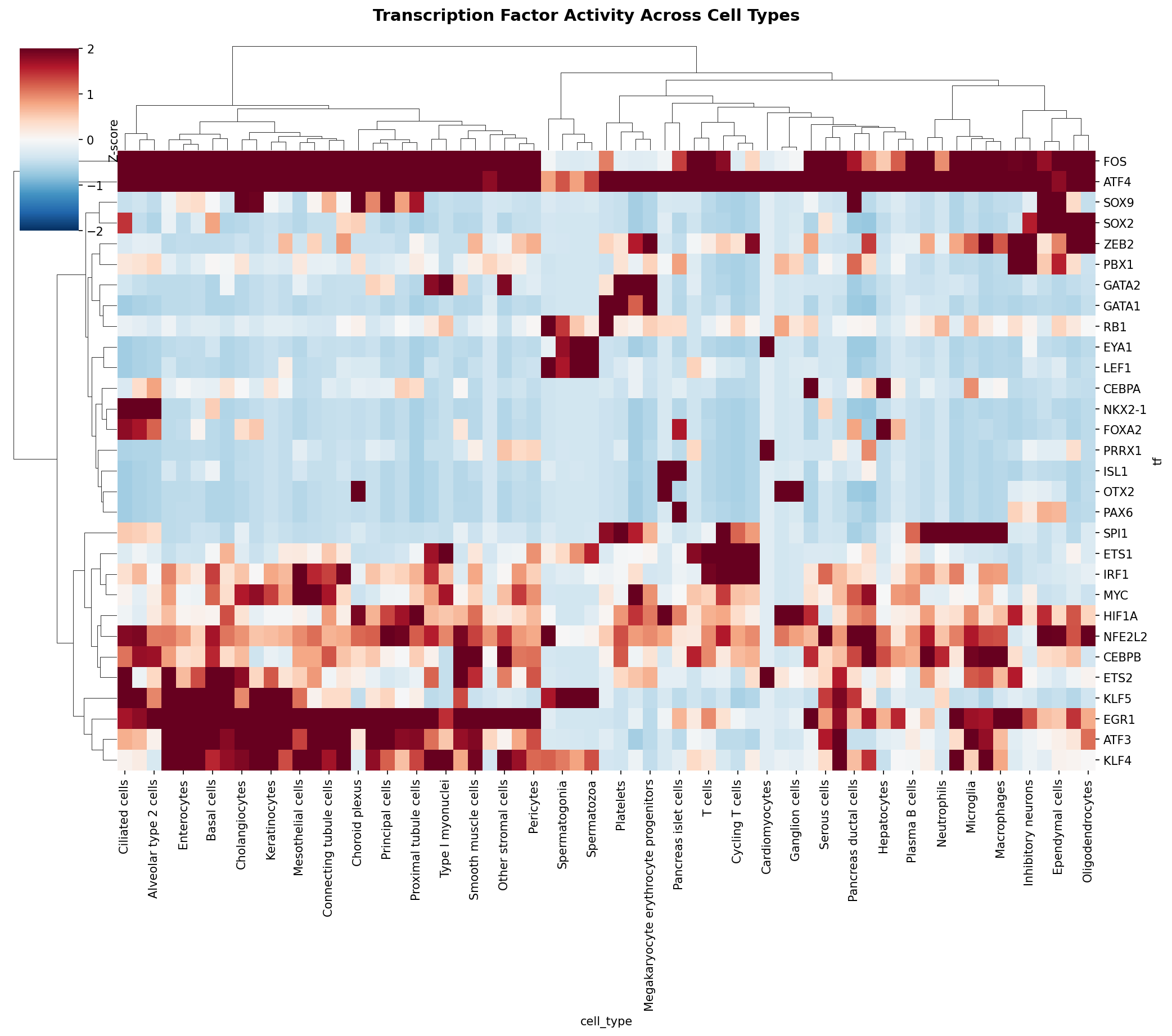 TF Activity Heatmap