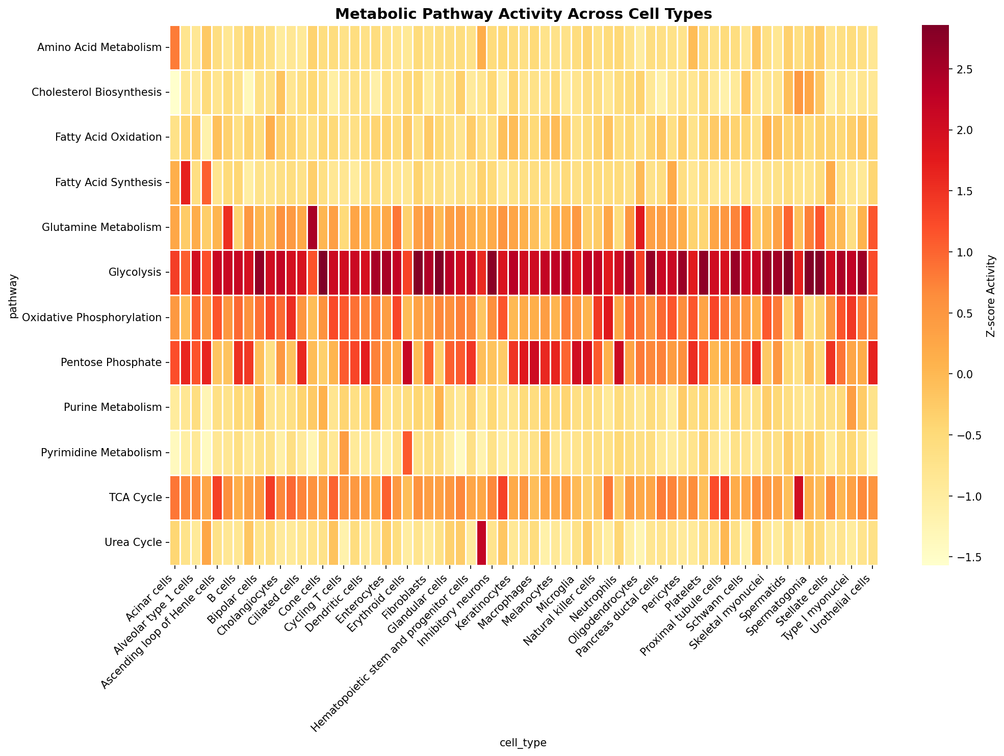 Metabolic Pathway Heatmap