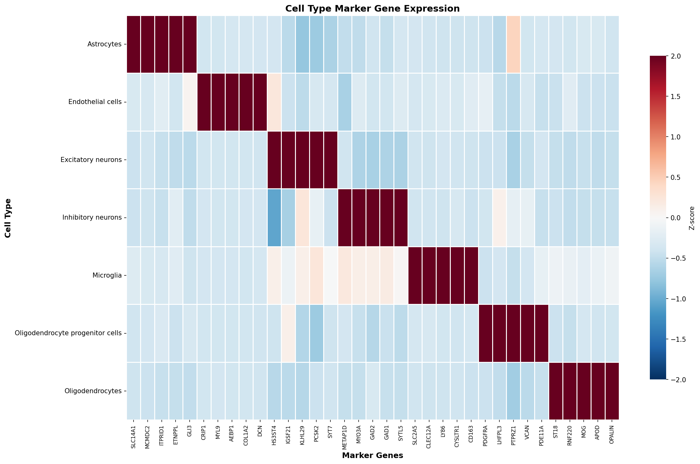 Marker Gene Heatmap