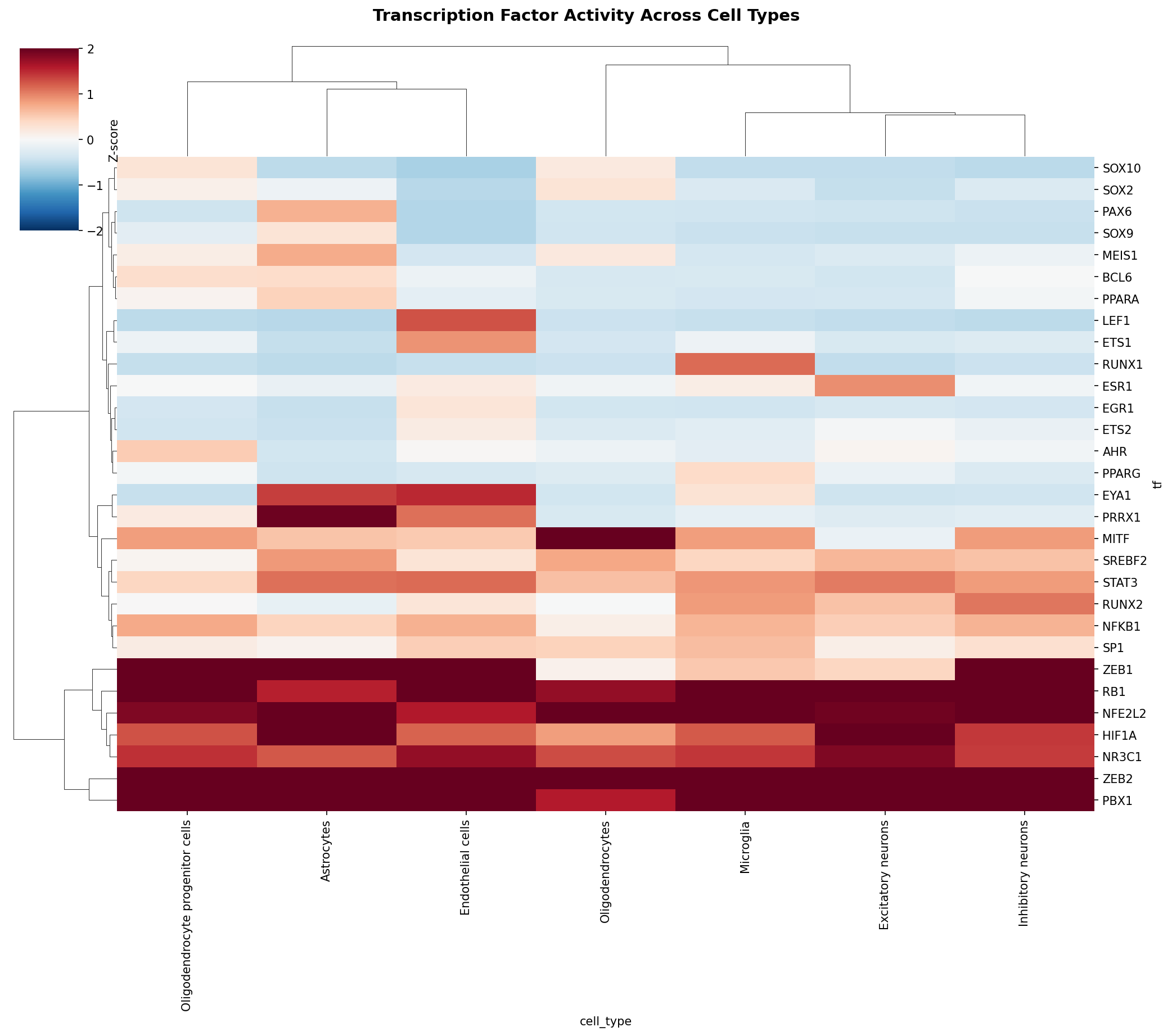 TF Activity Heatmap