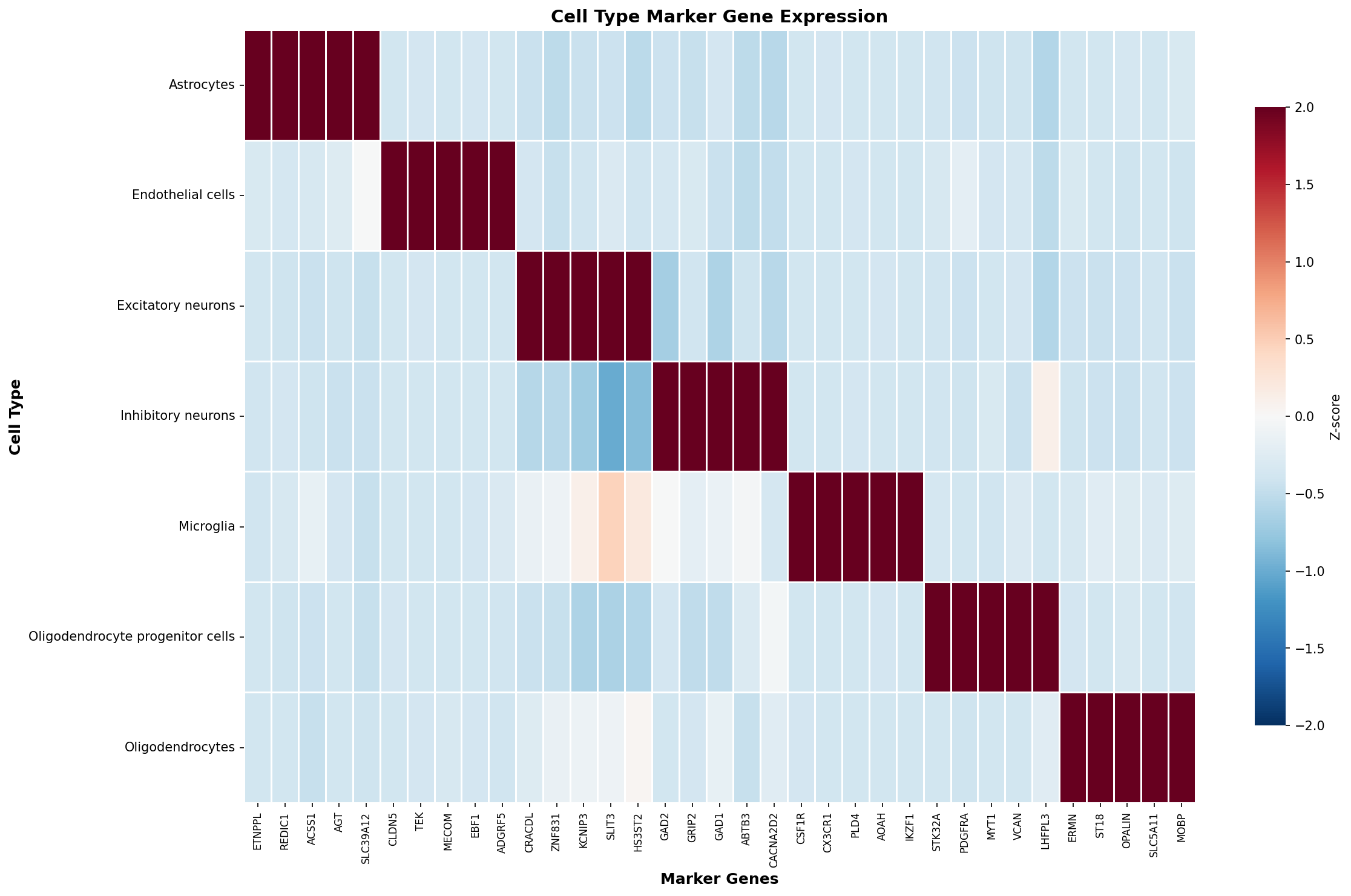 Marker Gene Heatmap