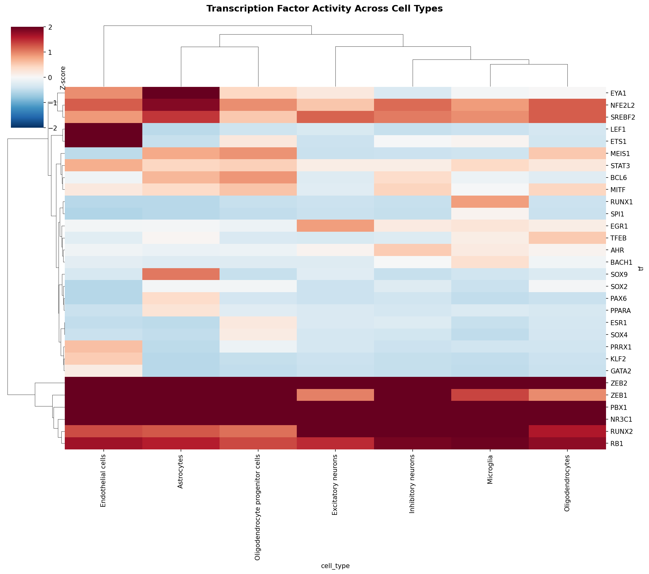 TF Activity Heatmap