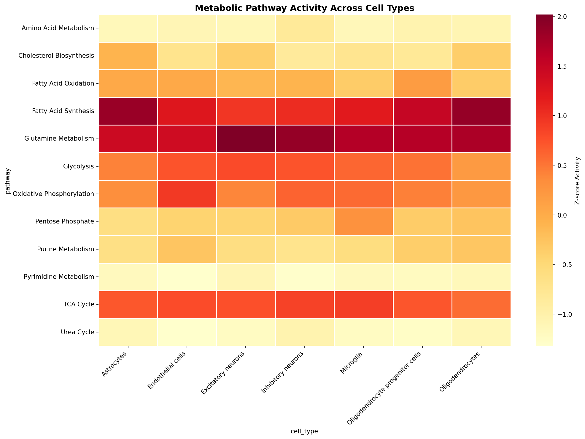 Metabolic Pathway Heatmap