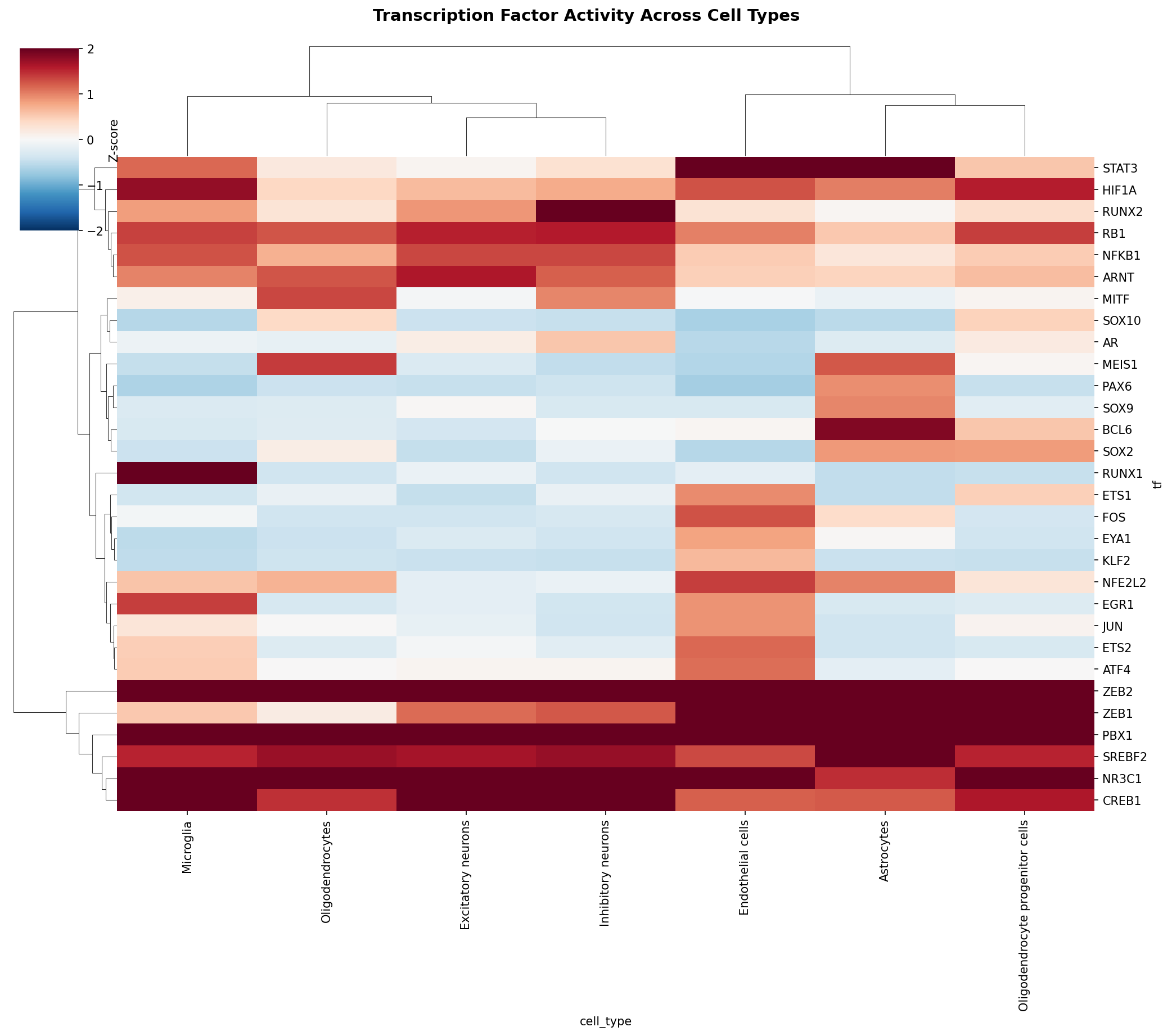 TF Activity Heatmap