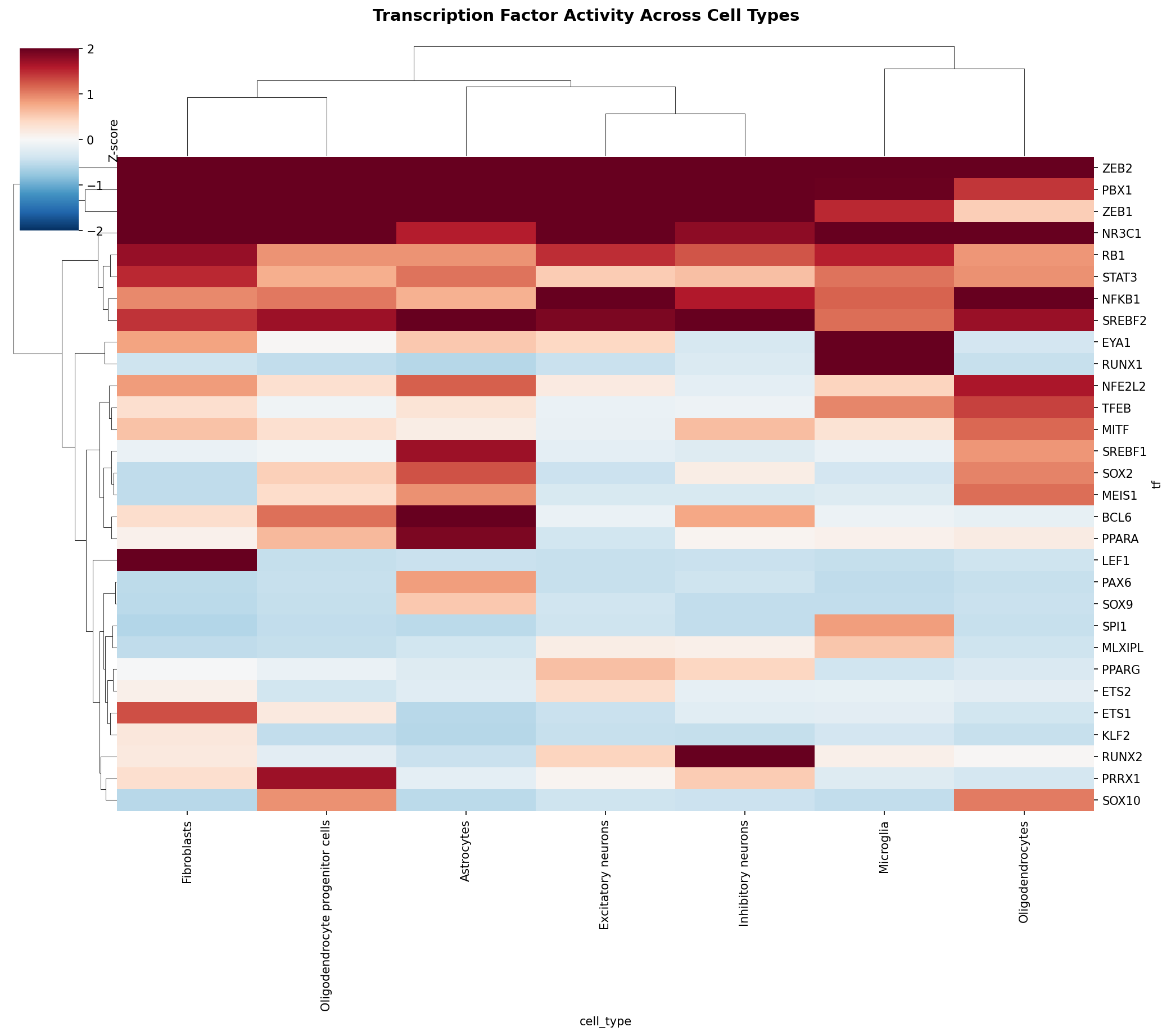 TF Activity Heatmap