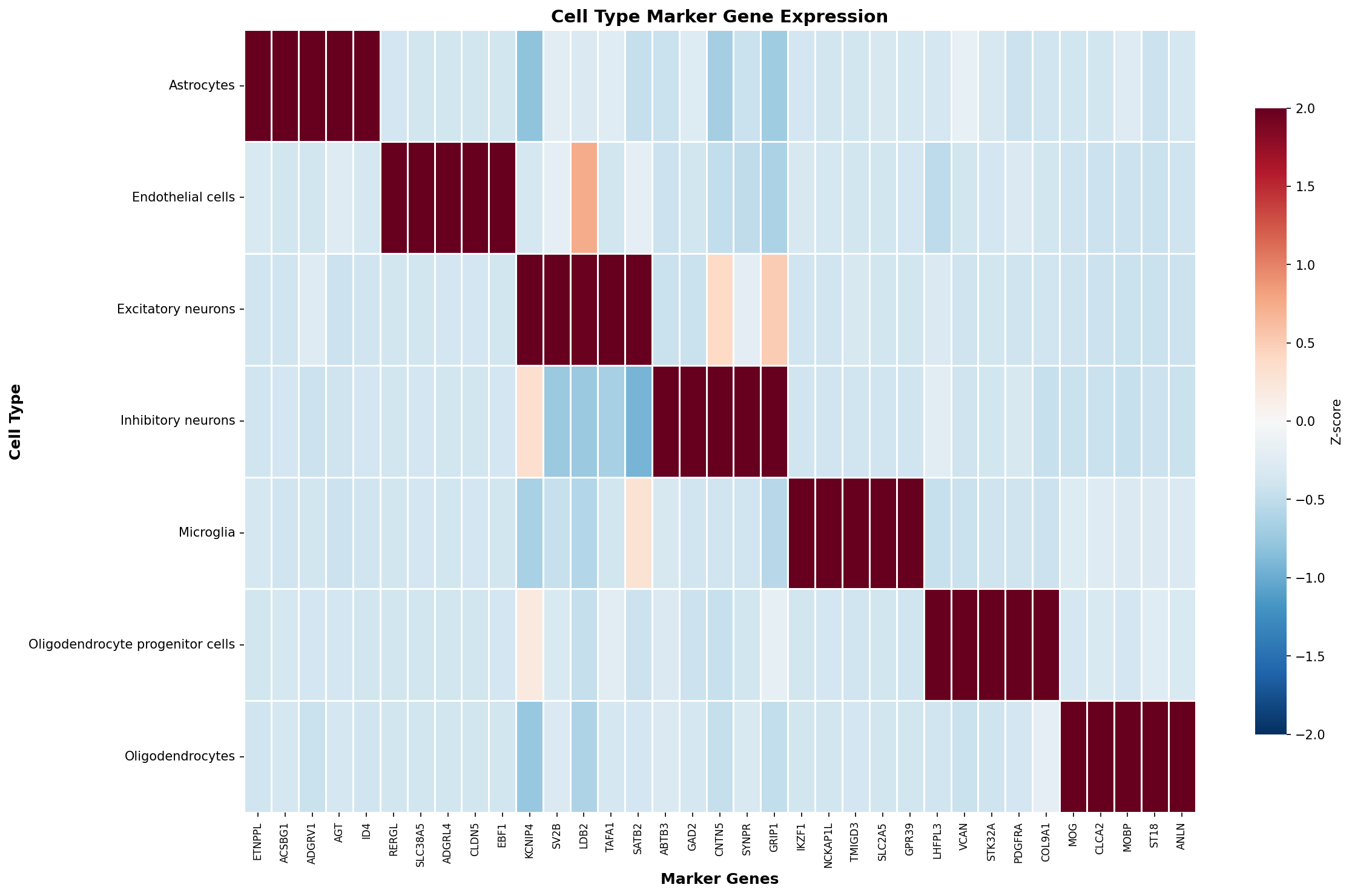 Marker Gene Heatmap