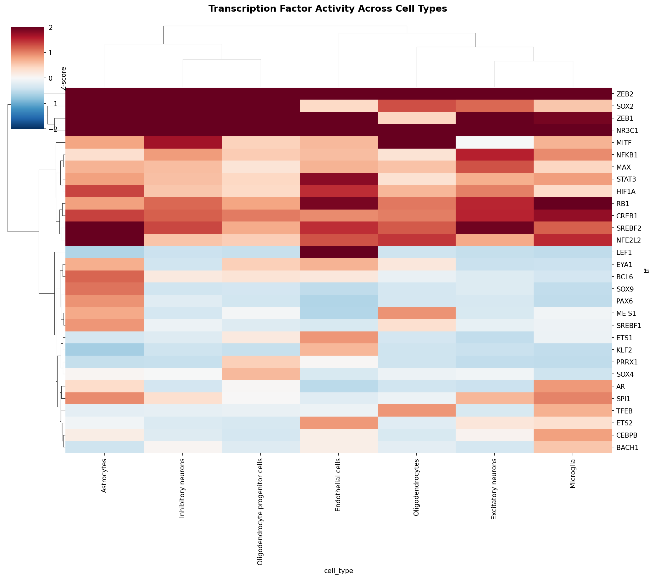 TF Activity Heatmap