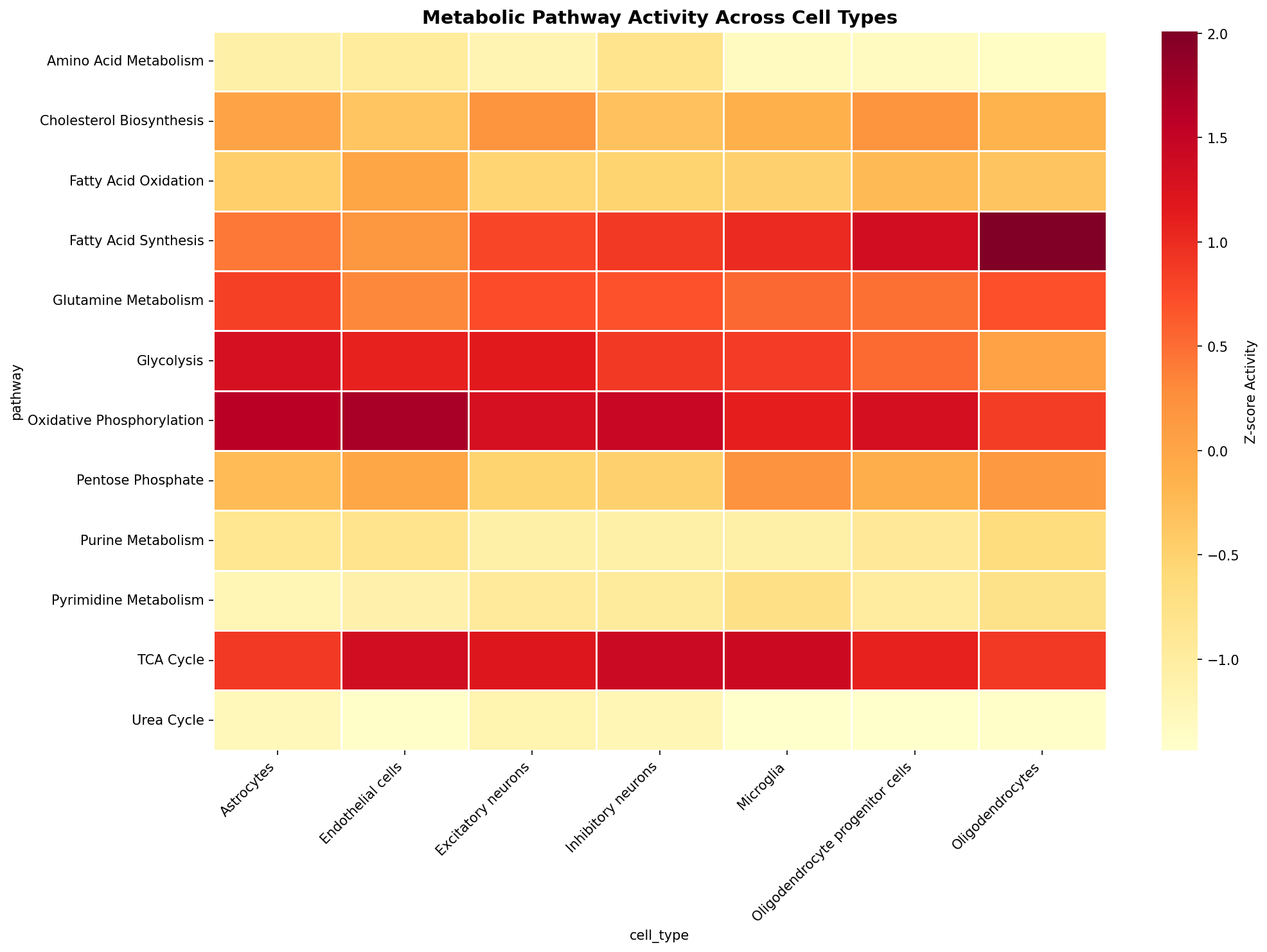 Metabolic Pathway Heatmap