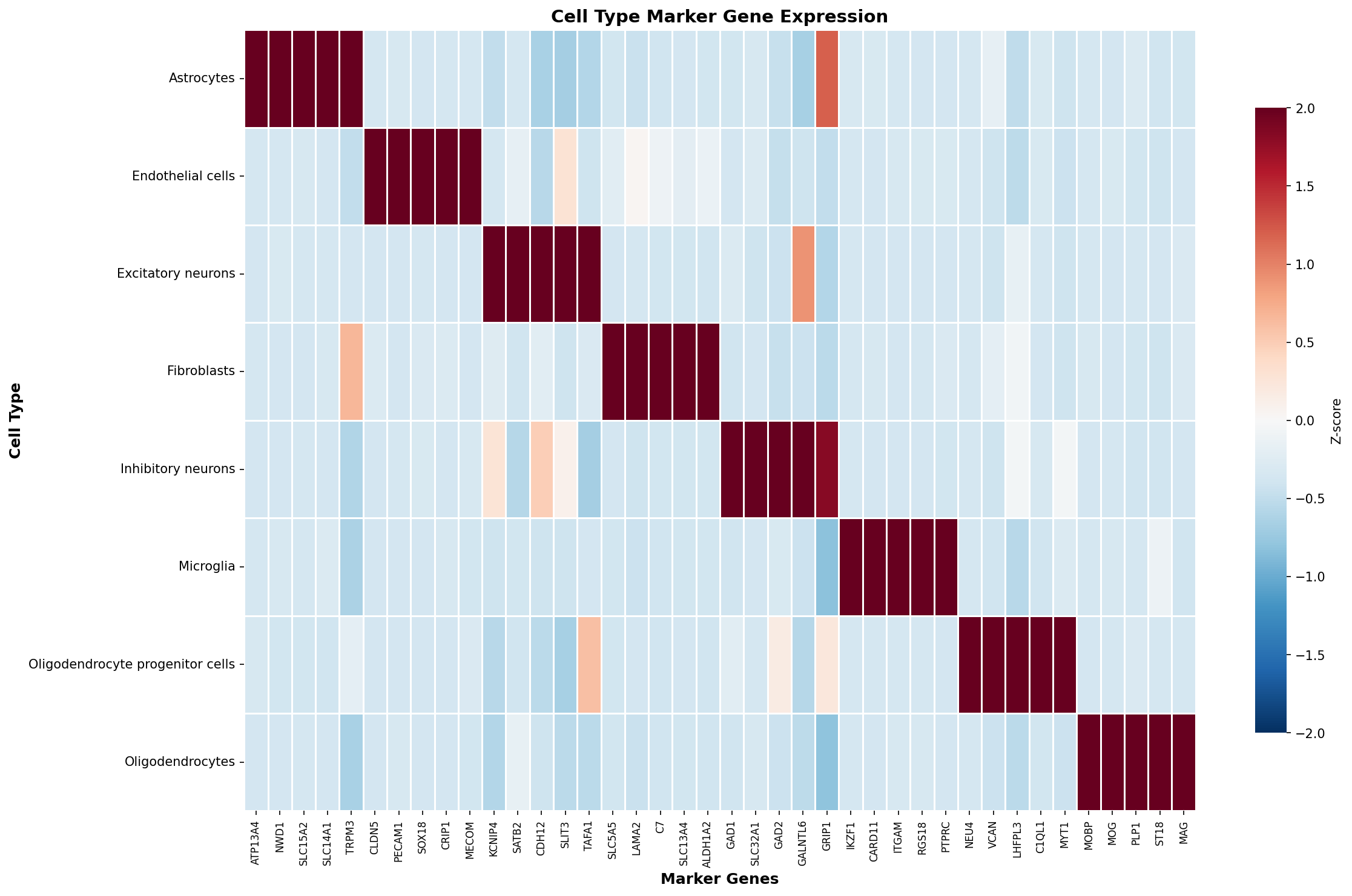 Marker Gene Heatmap