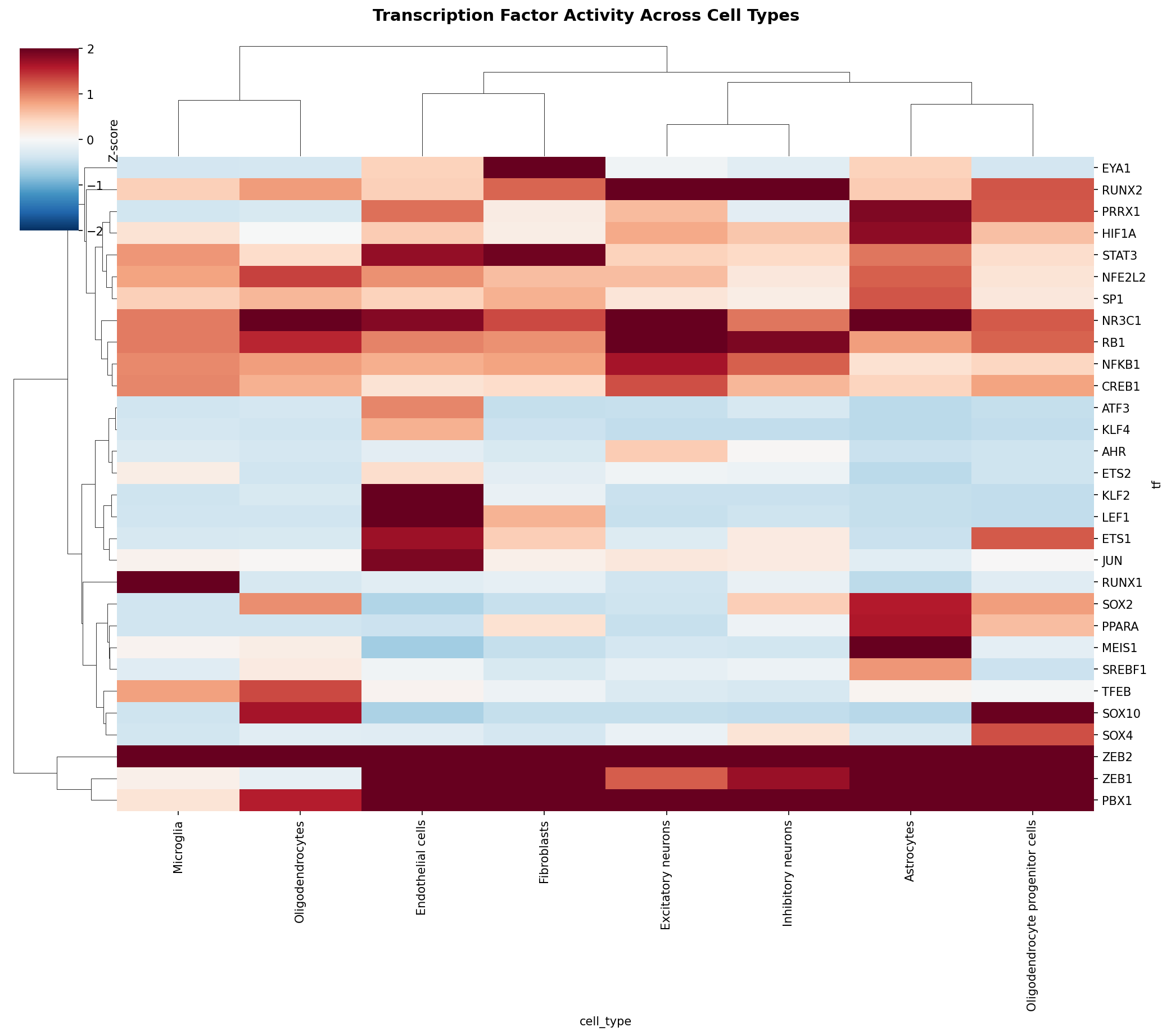 TF Activity Heatmap