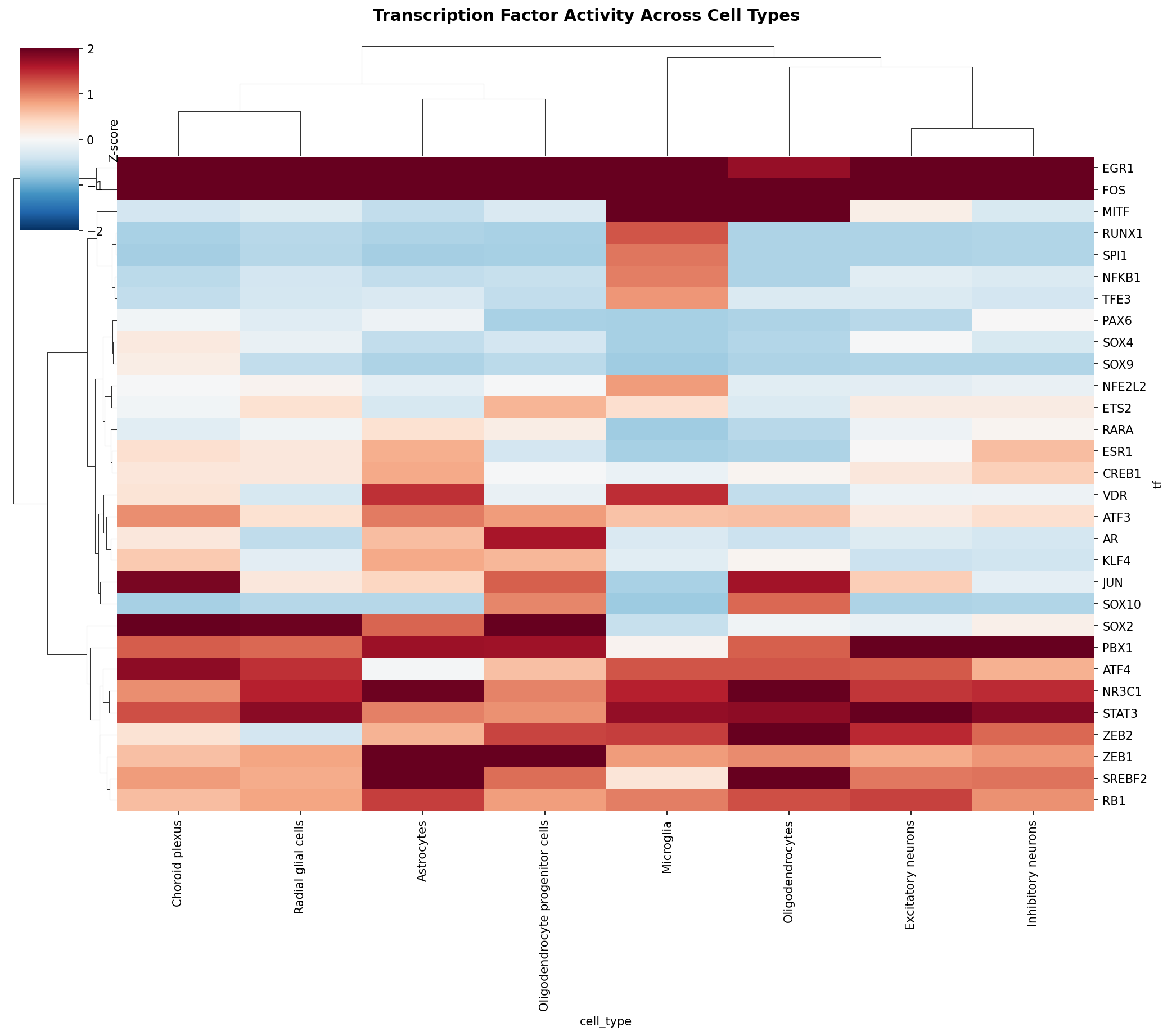 TF Activity Heatmap