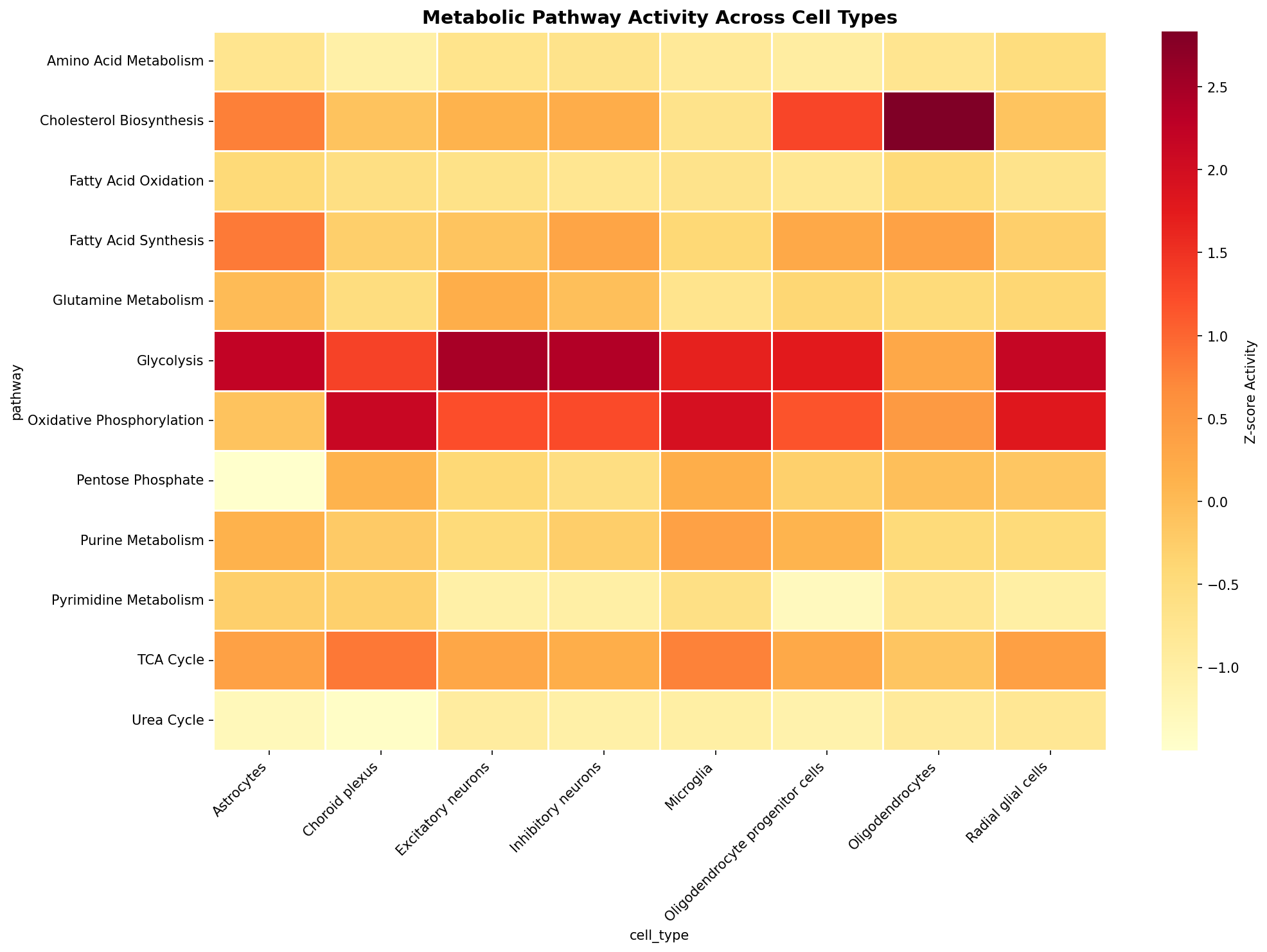 Metabolic Pathway Heatmap