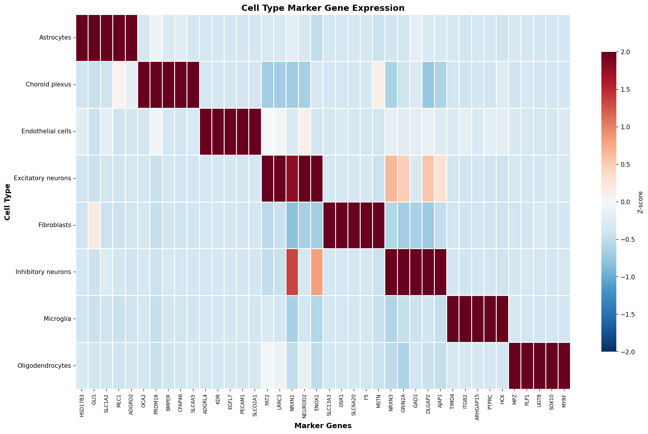 Marker Gene Heatmap