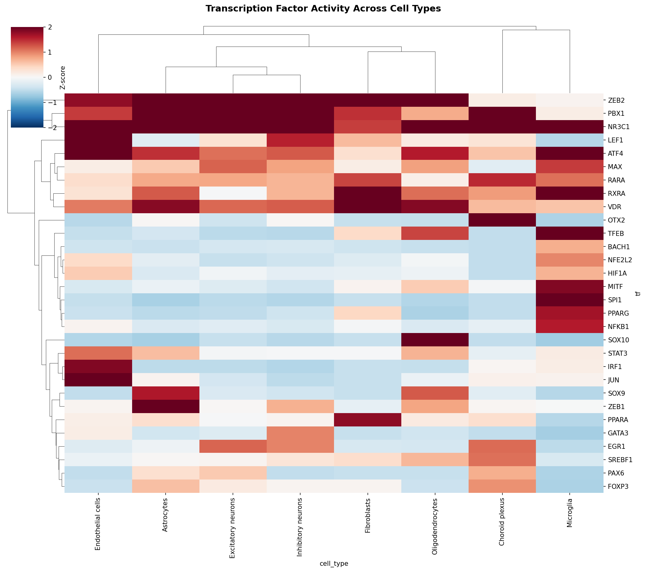 TF Activity Heatmap
