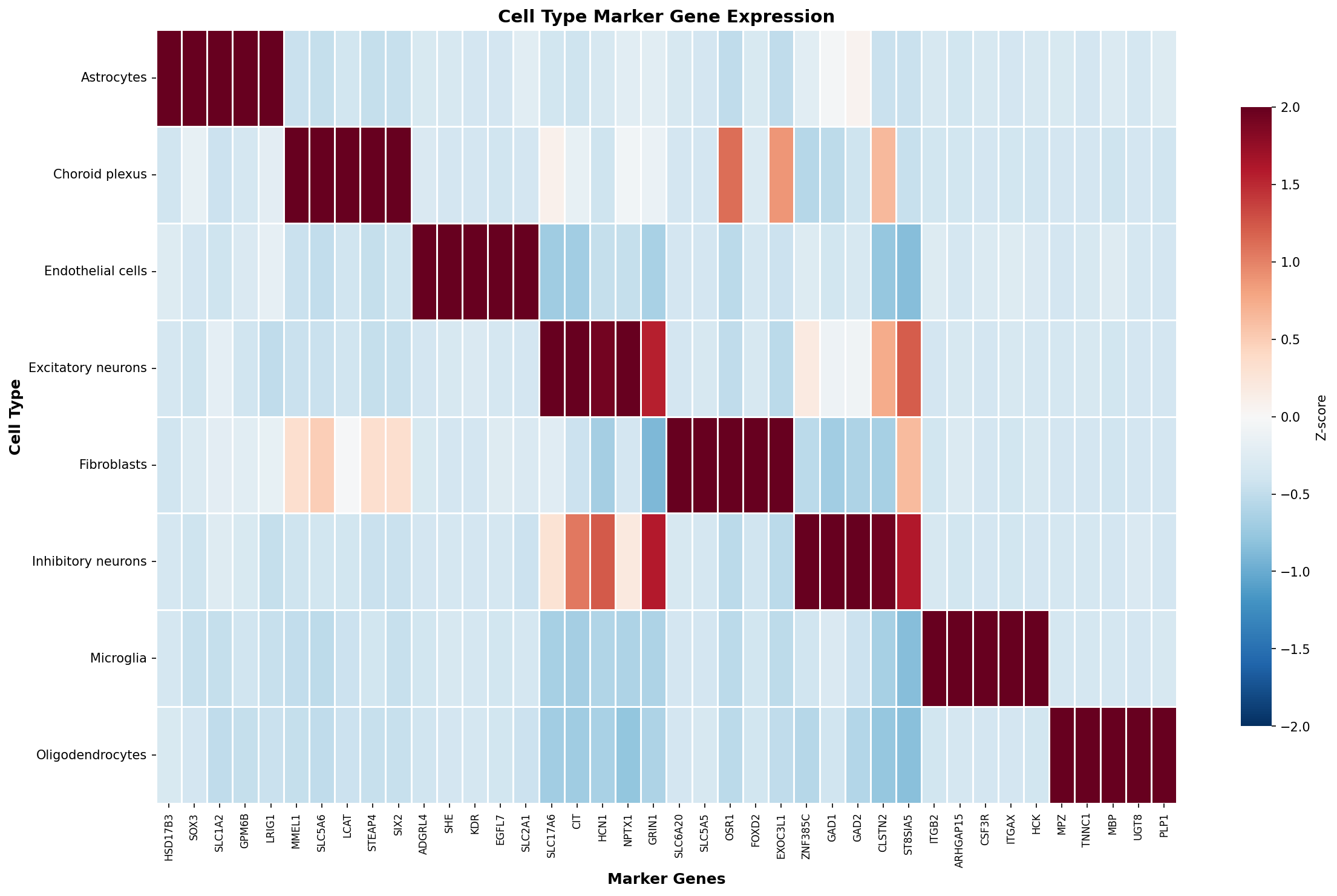 Marker Gene Heatmap