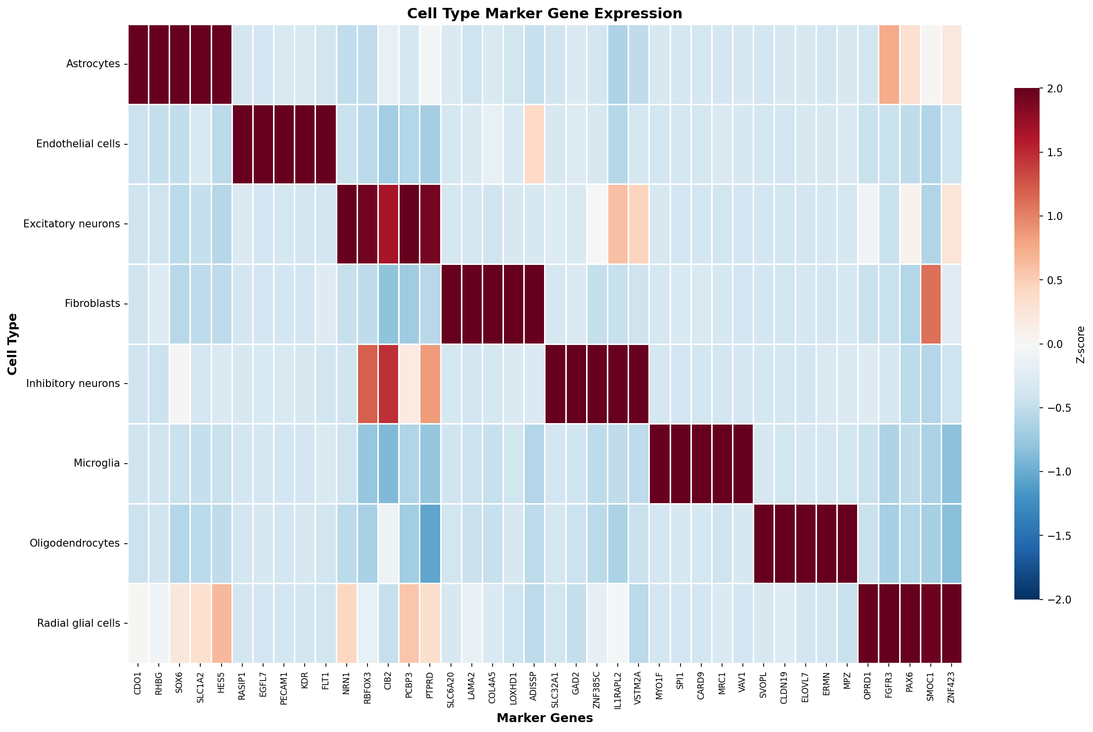 Marker Gene Heatmap
