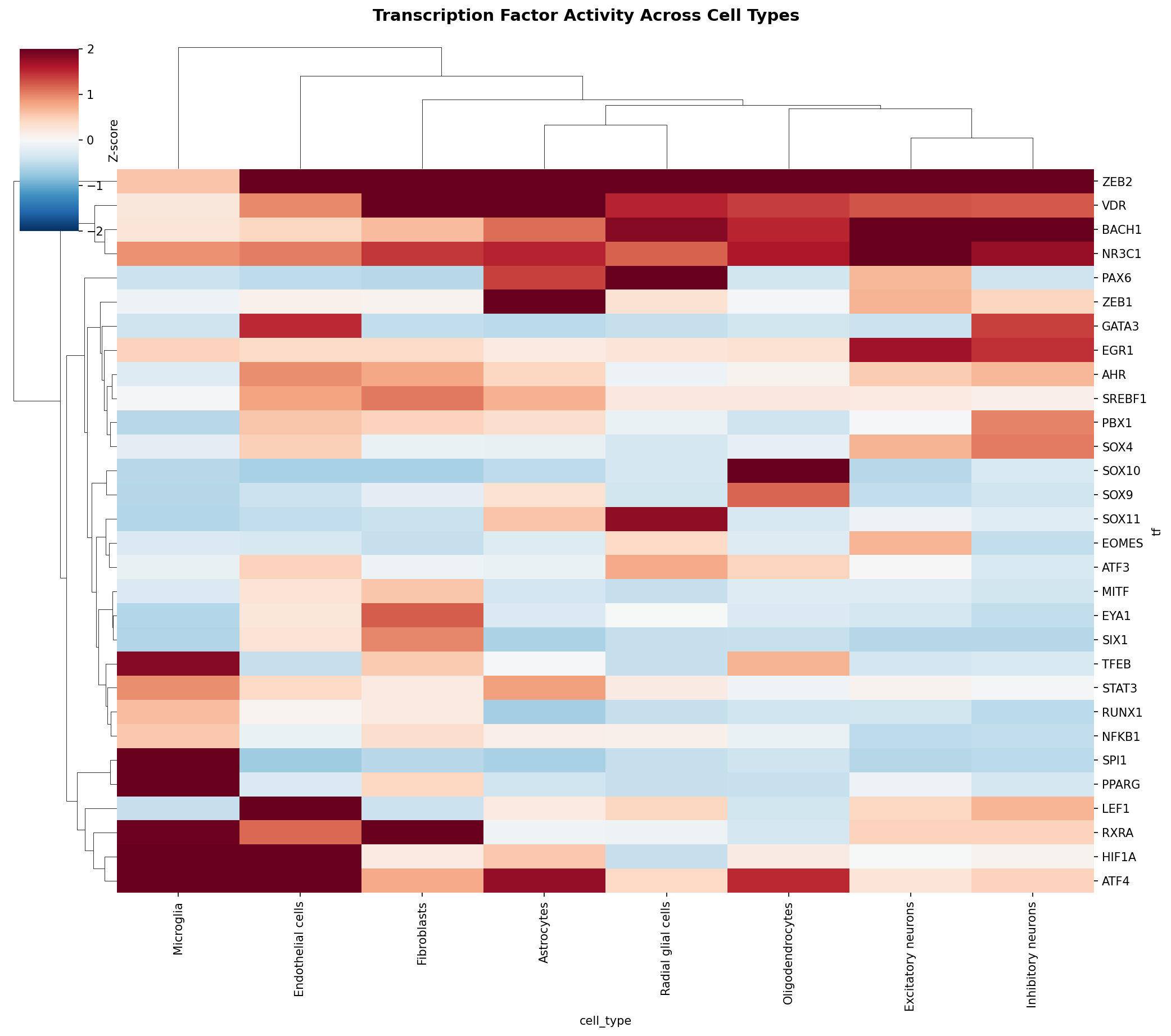 TF Activity Heatmap