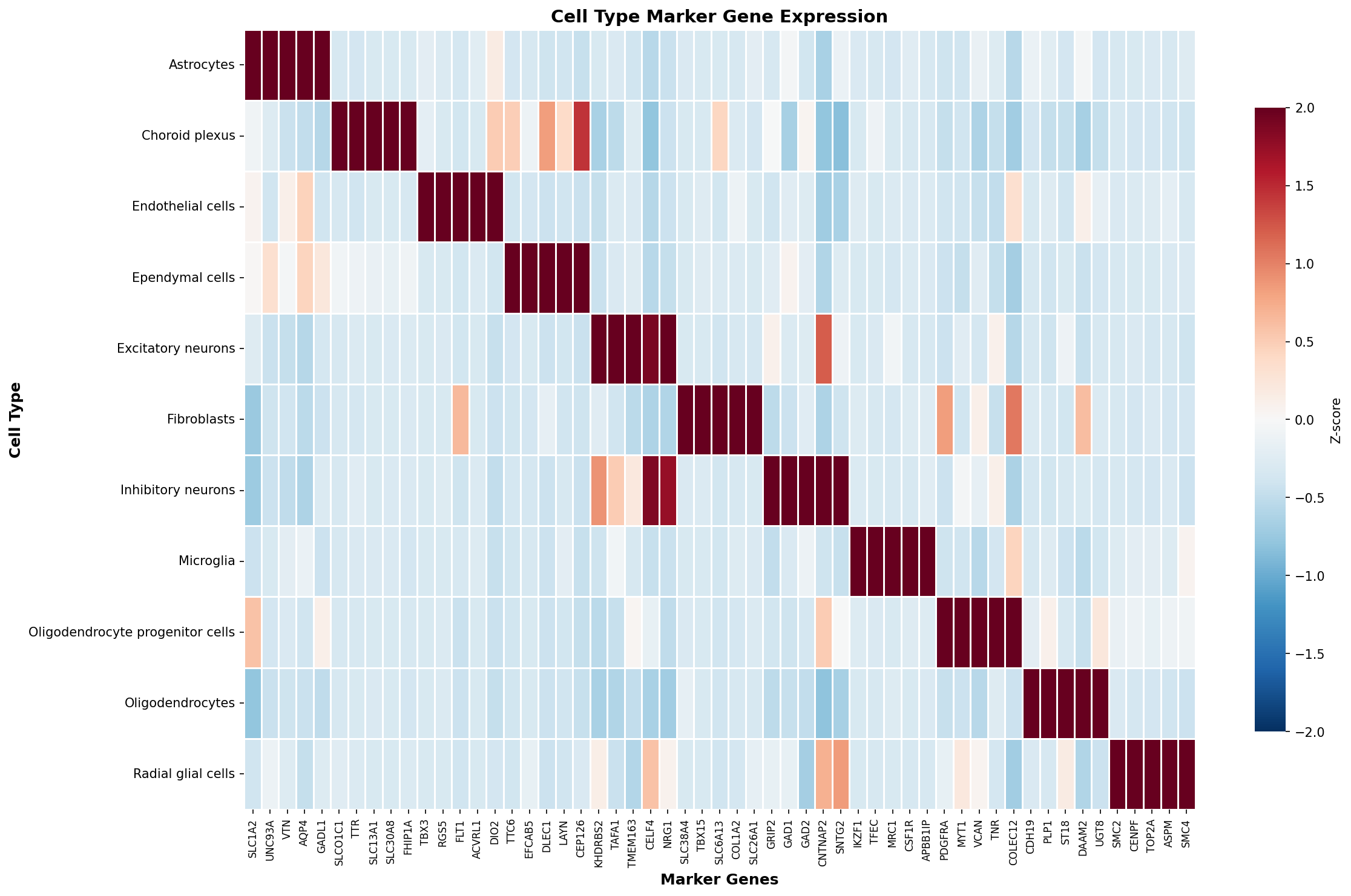 Marker Gene Heatmap