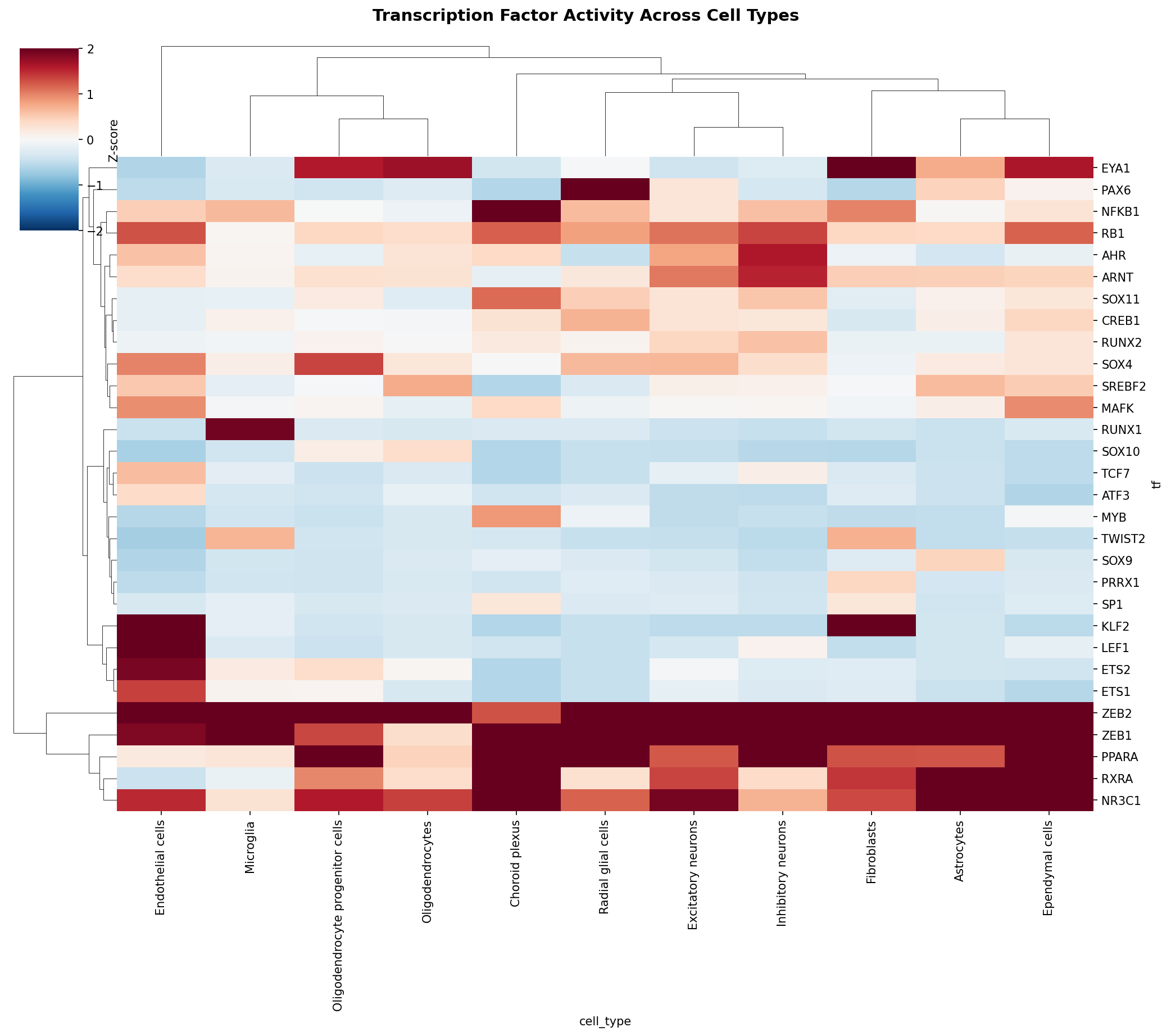 TF Activity Heatmap