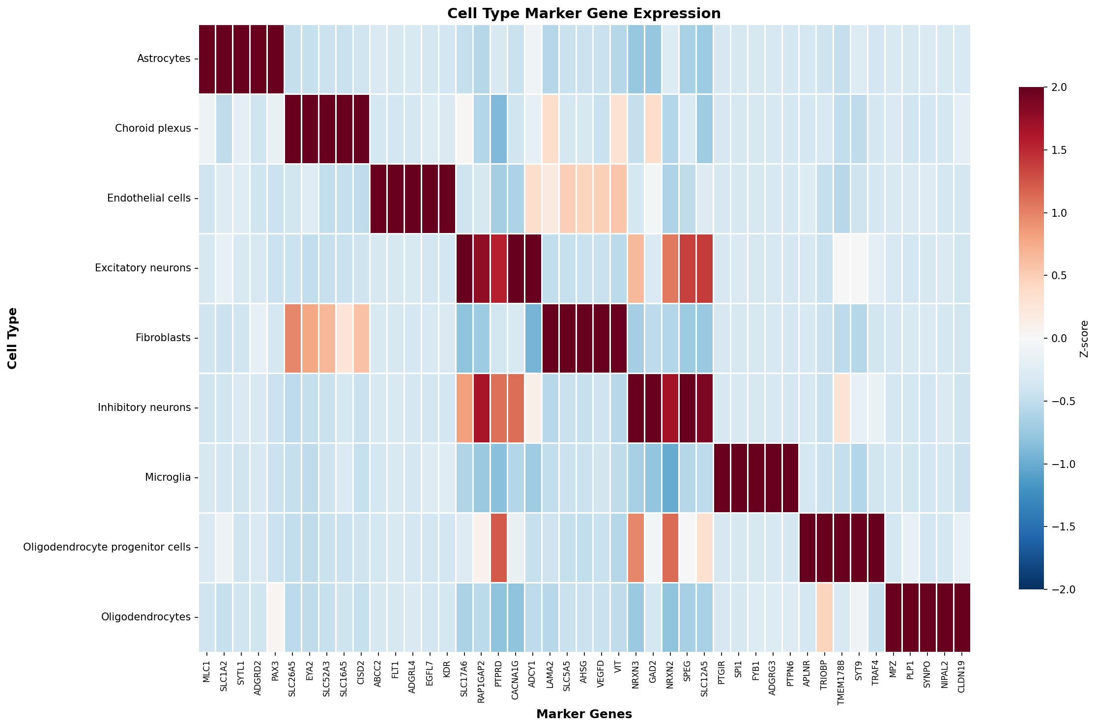 Marker Gene Heatmap