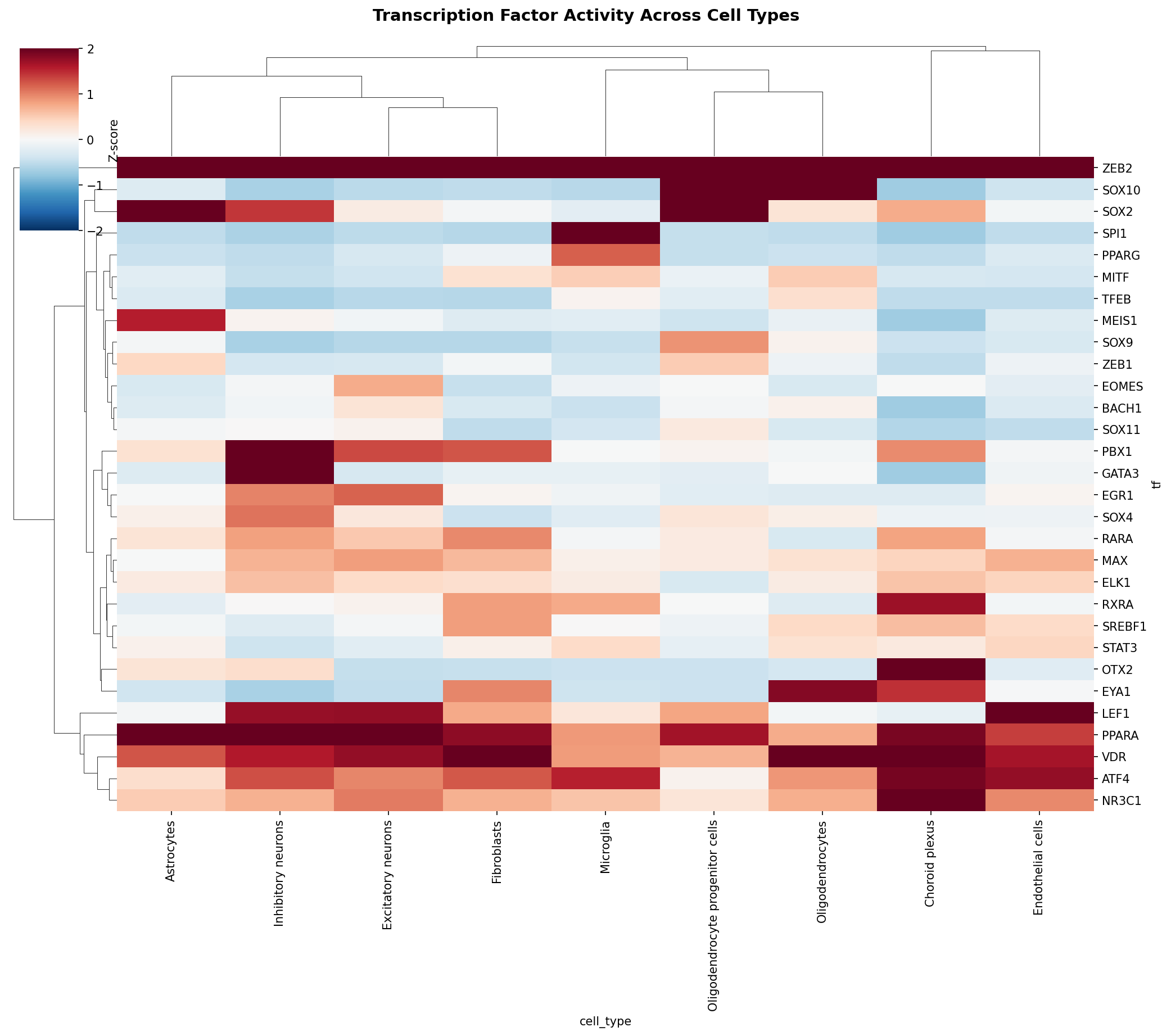 TF Activity Heatmap