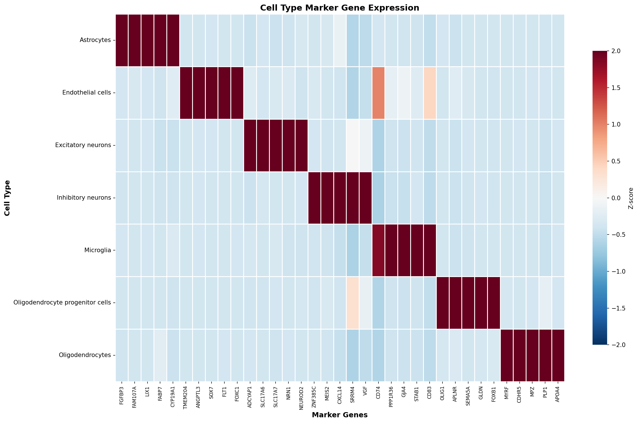 Marker Gene Heatmap