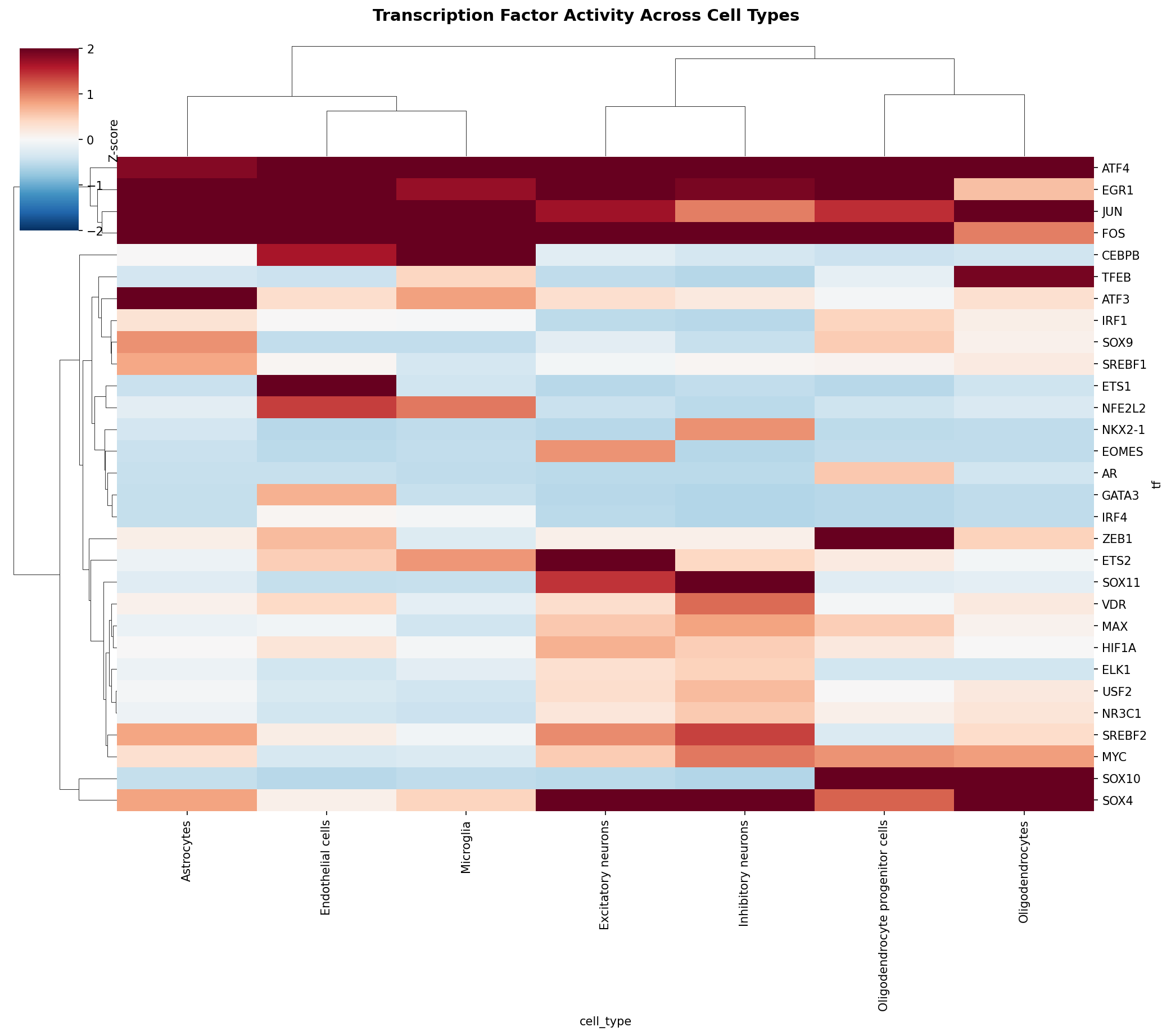 TF Activity Heatmap