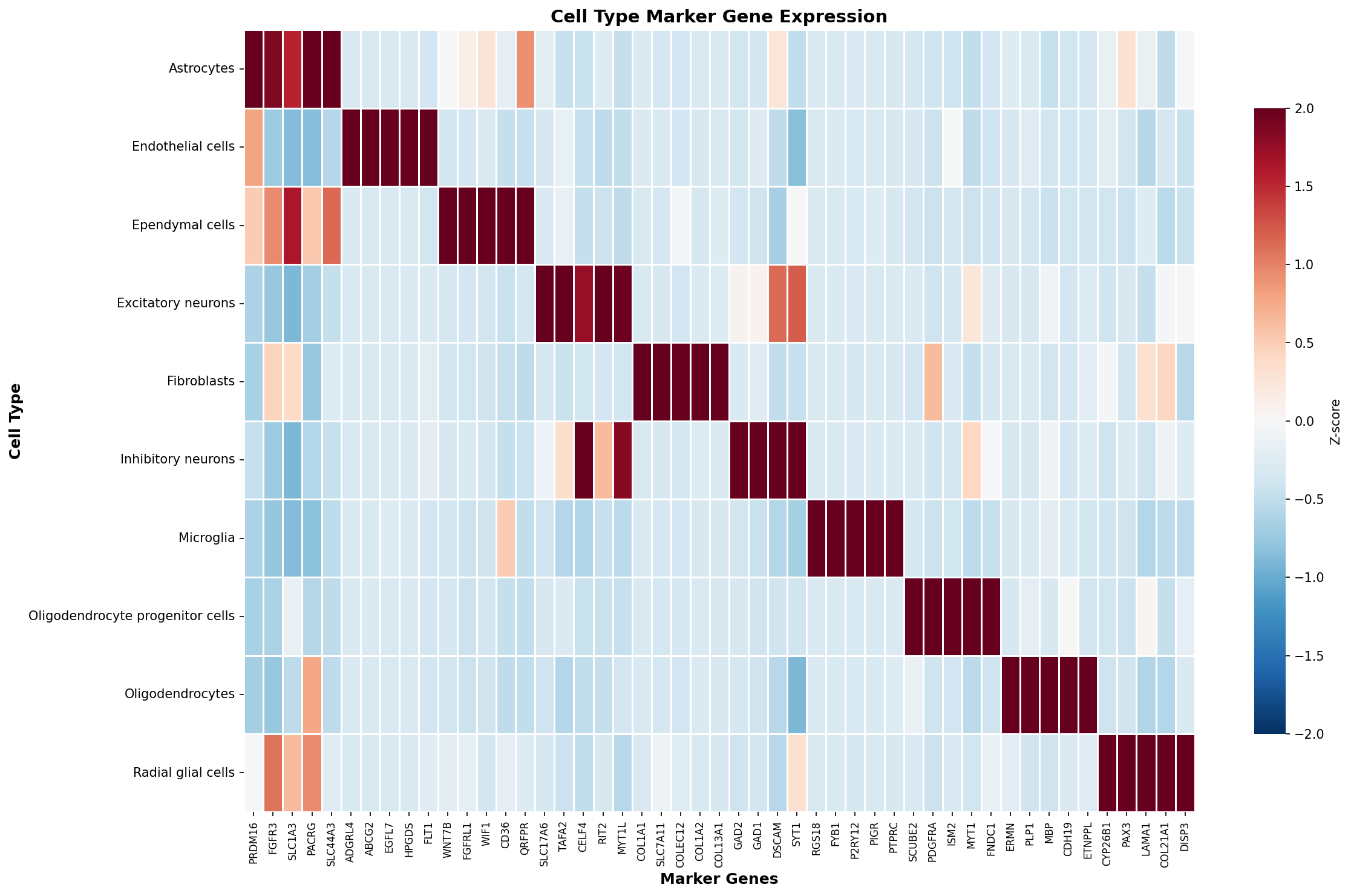 Marker Gene Heatmap