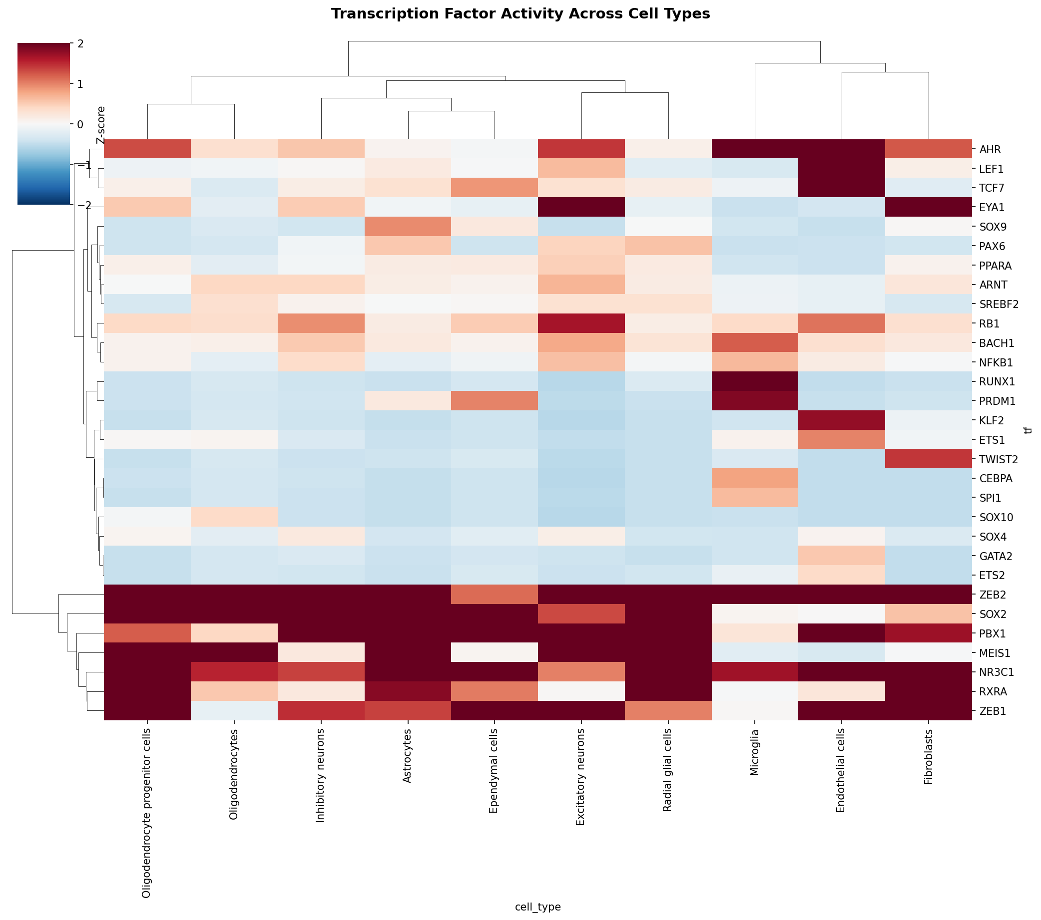 TF Activity Heatmap