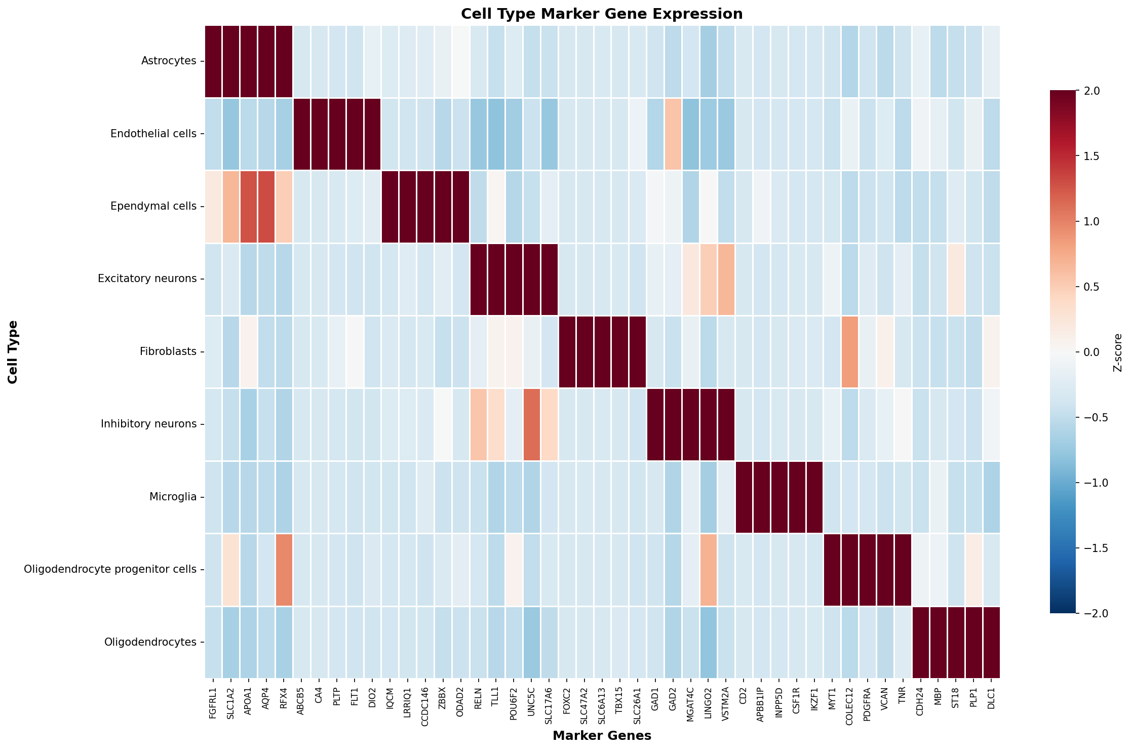 Marker Gene Heatmap