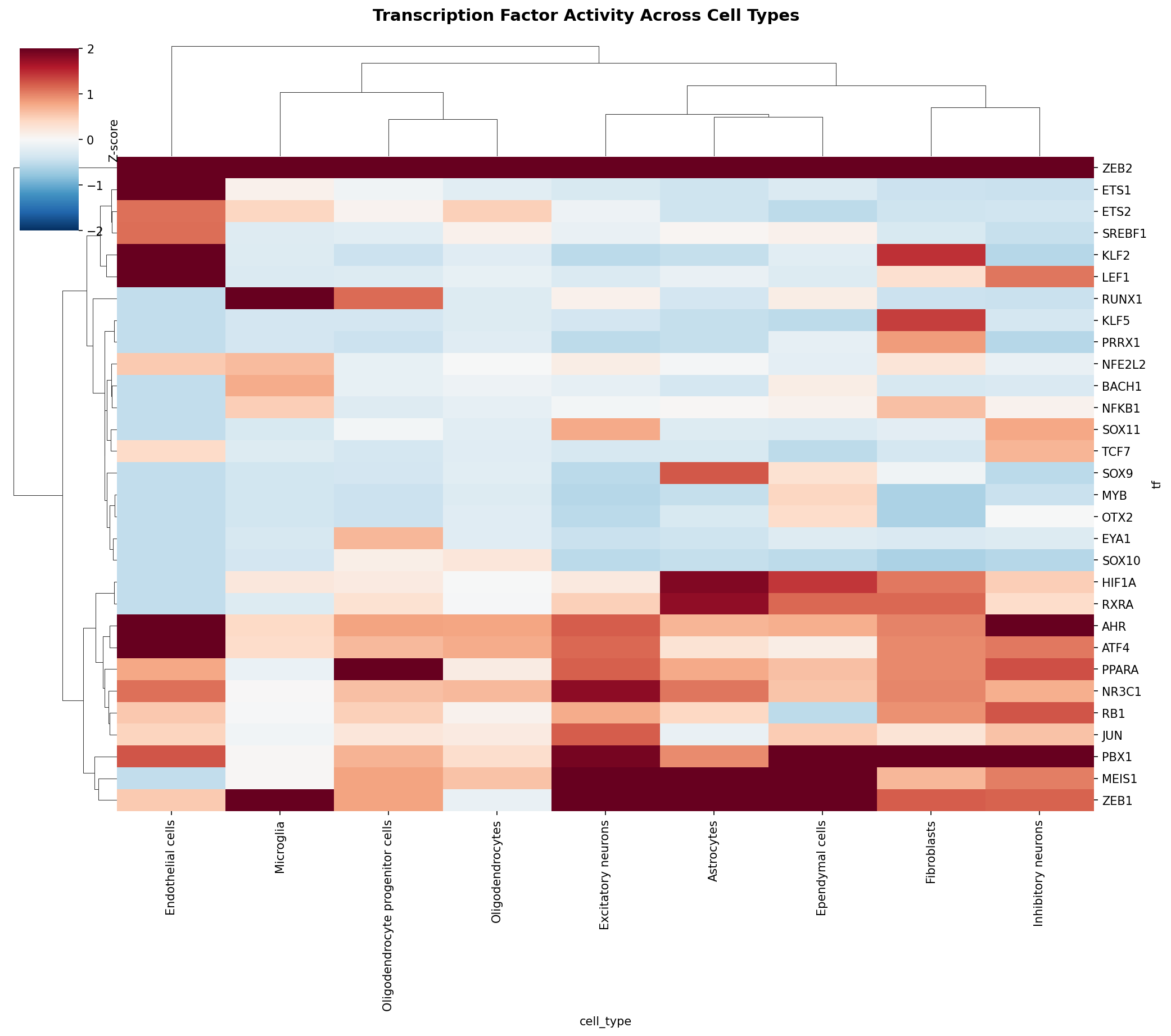 TF Activity Heatmap