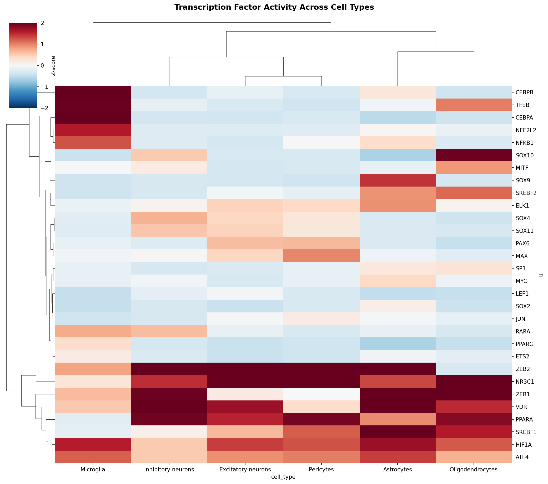 TF Activity Heatmap