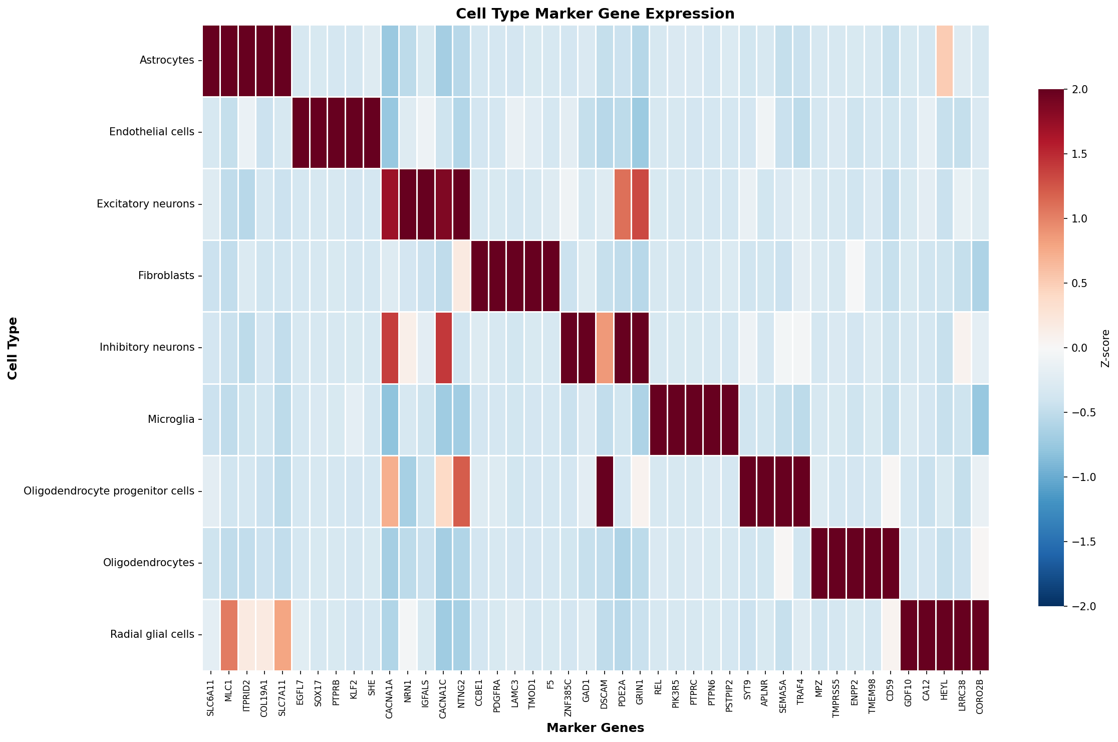 Marker Gene Heatmap