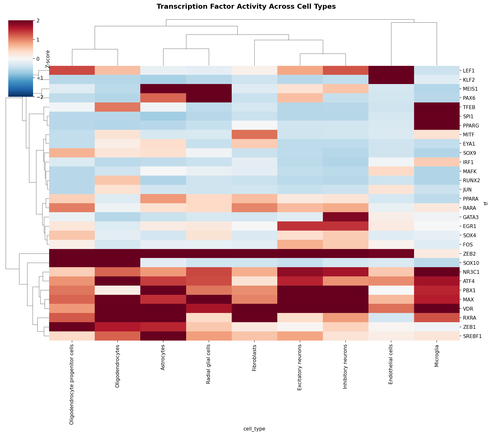 TF Activity Heatmap