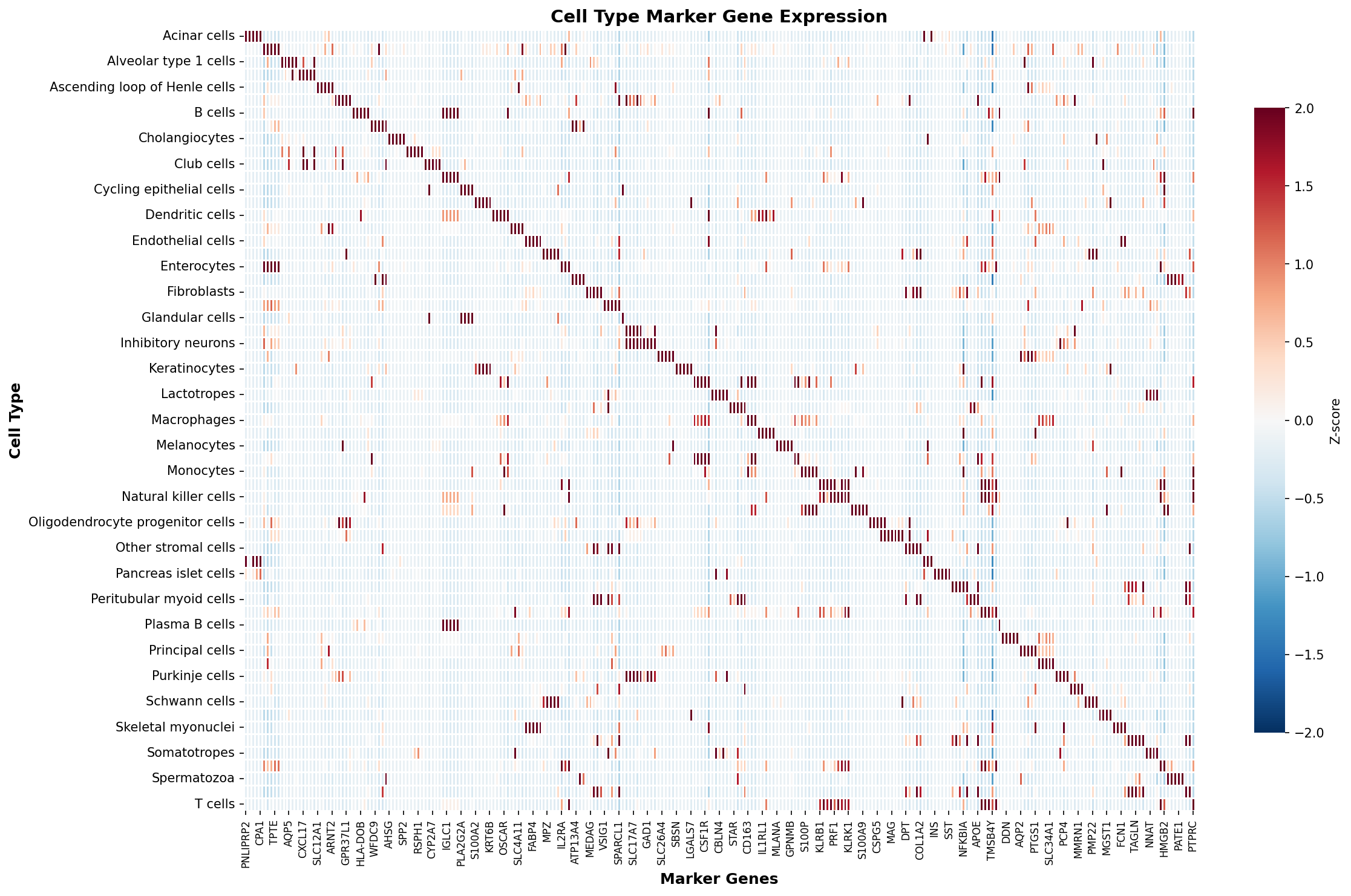 Marker Gene Heatmap