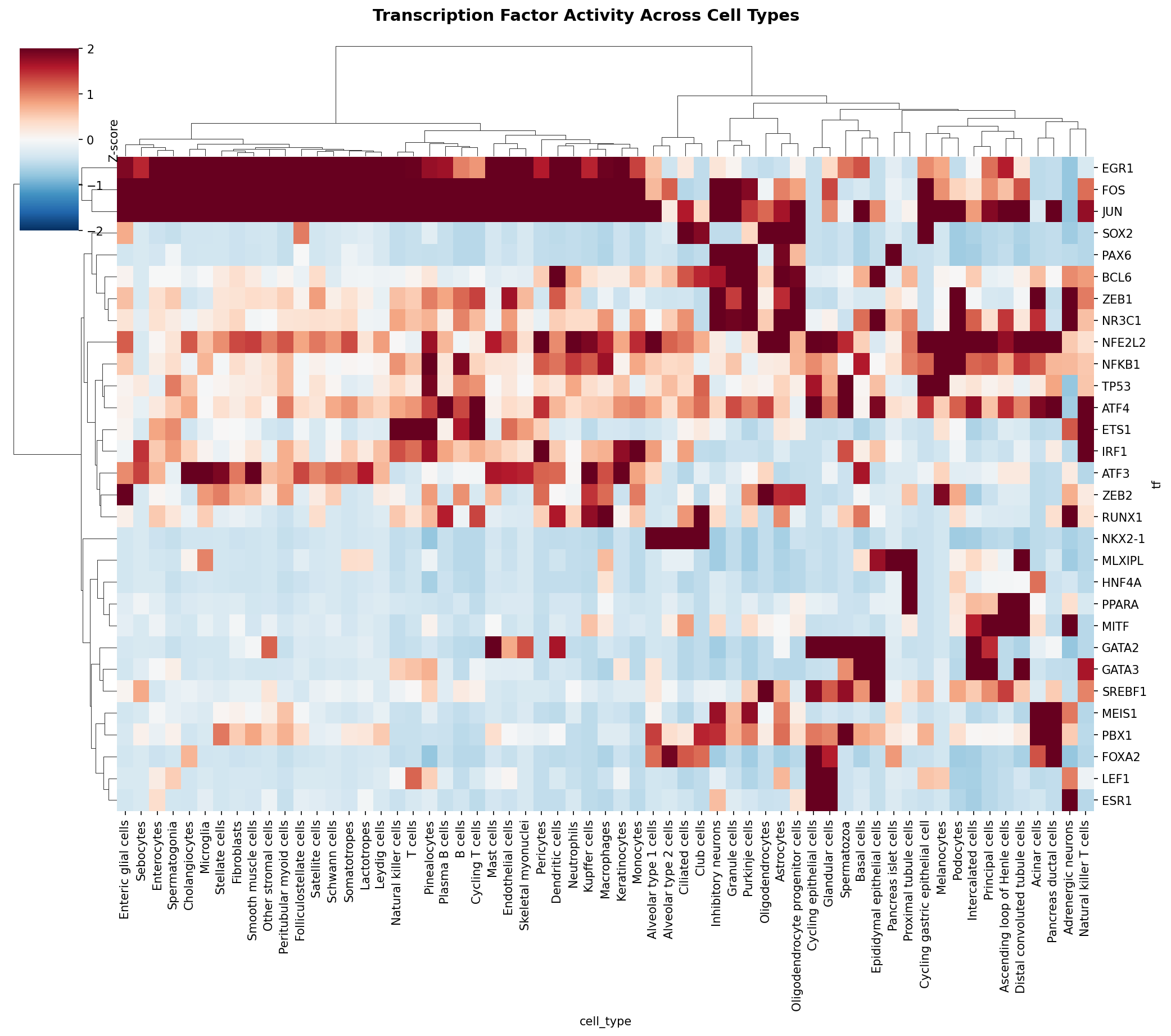 TF Activity Heatmap