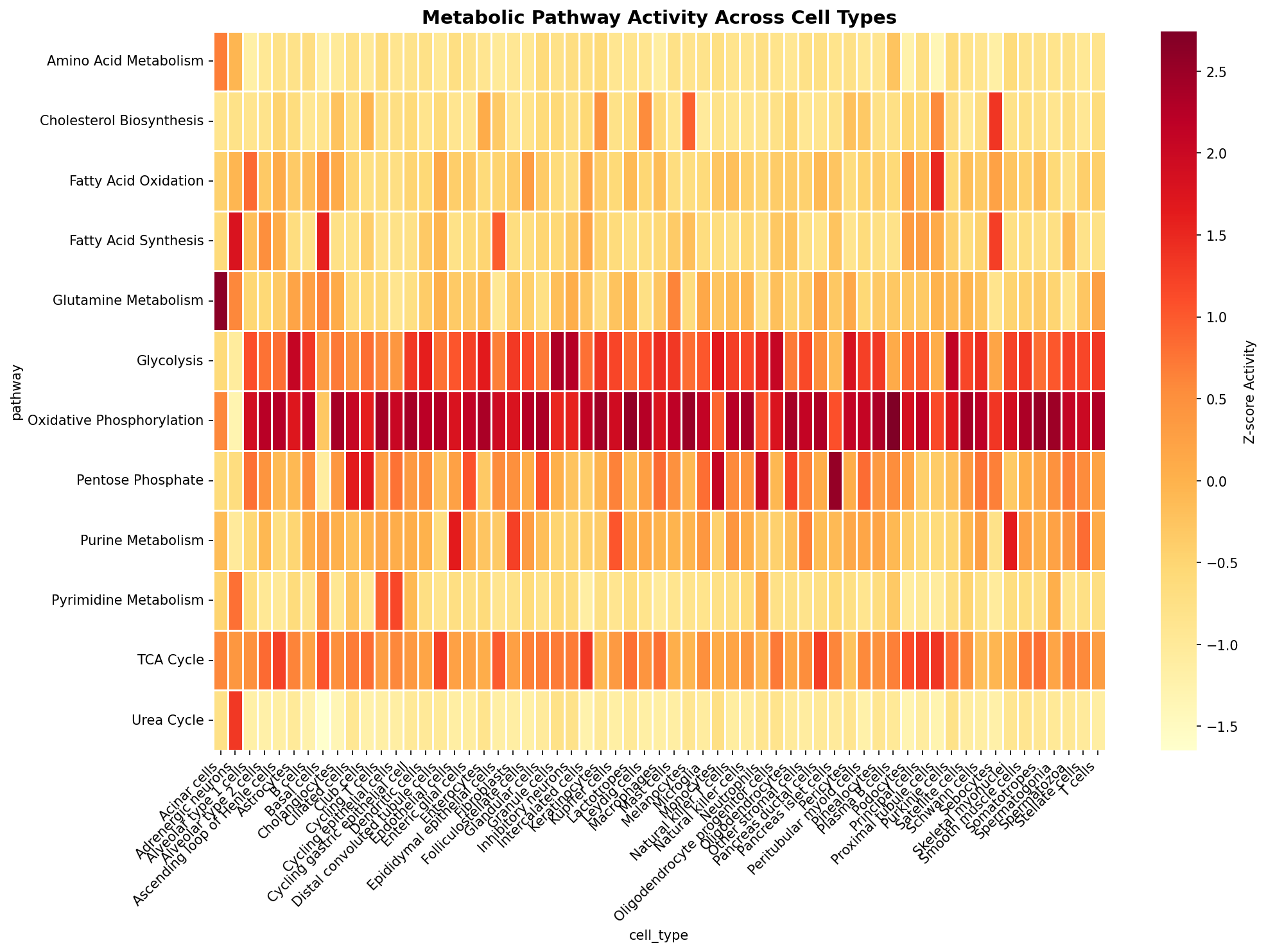 Metabolic Pathway Heatmap
