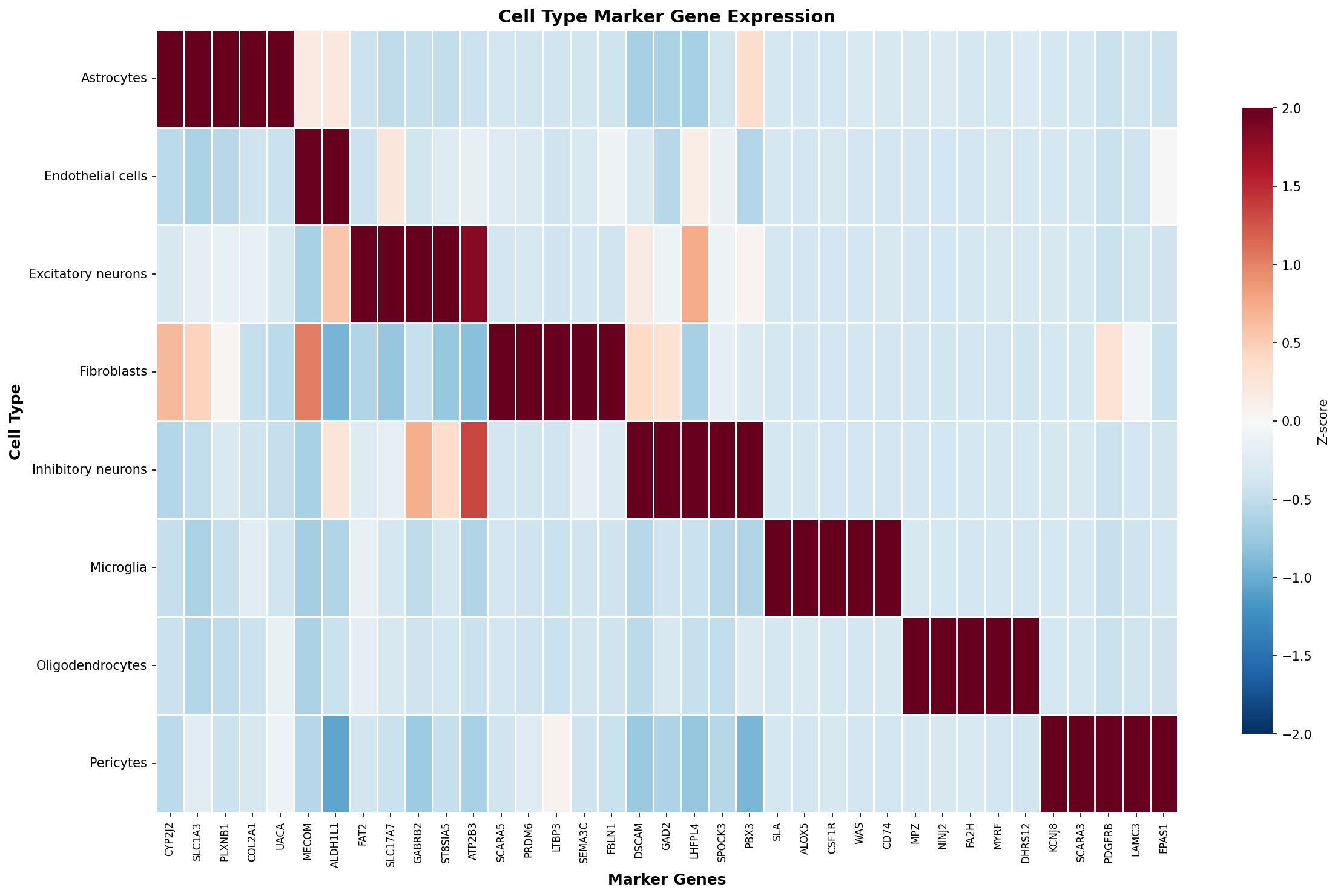 Marker Gene Heatmap